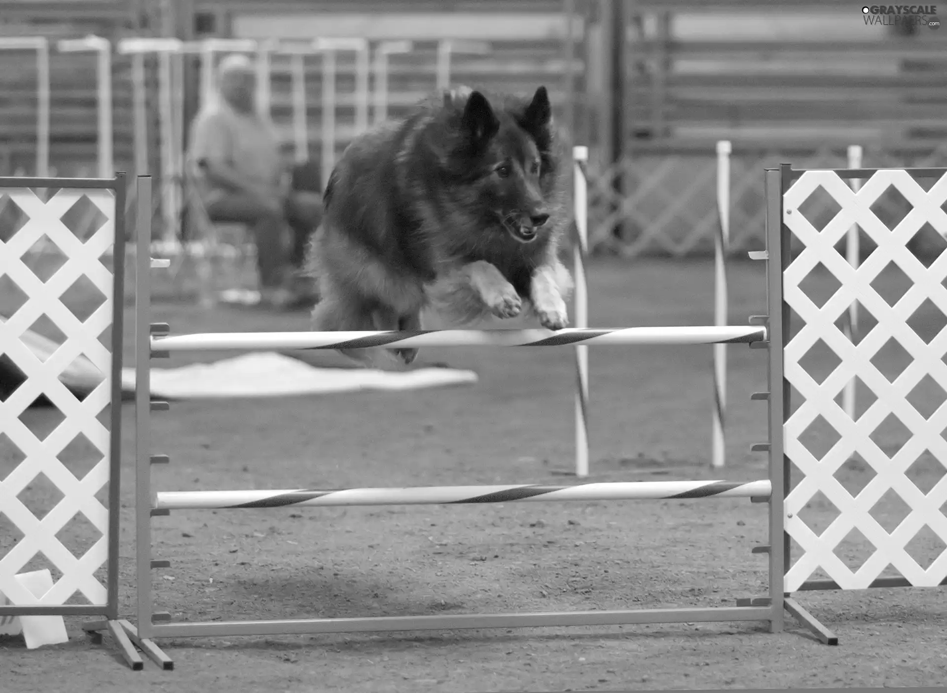 Belgian Shepherd Tervuren, obstacle