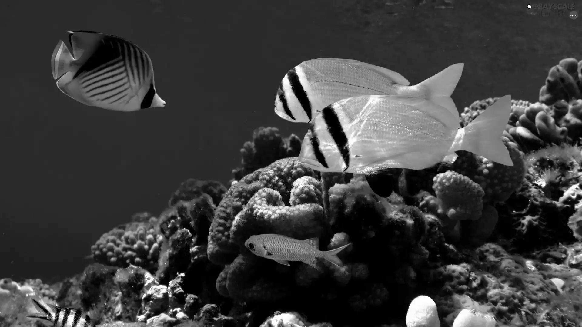 fishes, Ocean