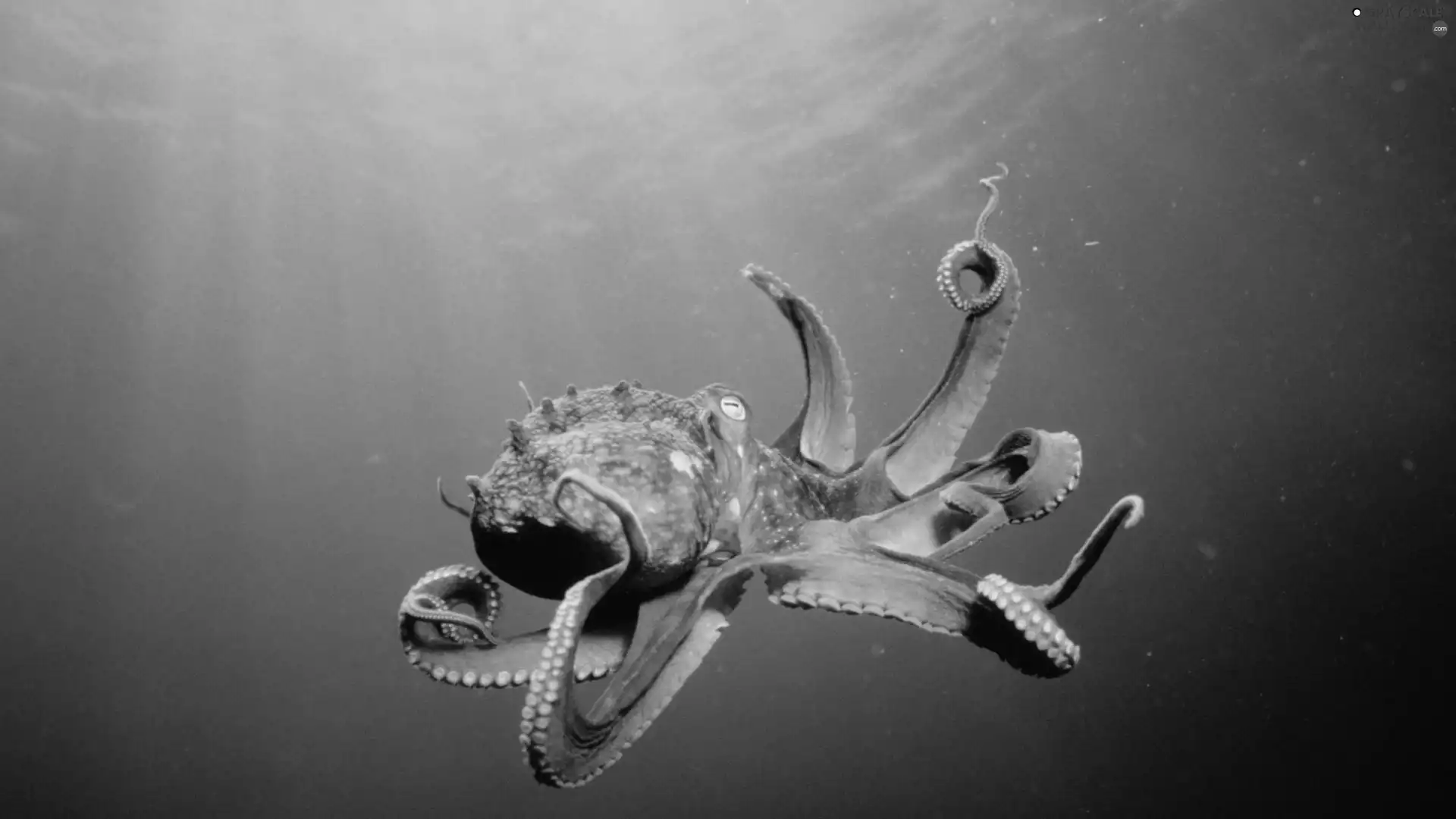 Octopus, Ocean