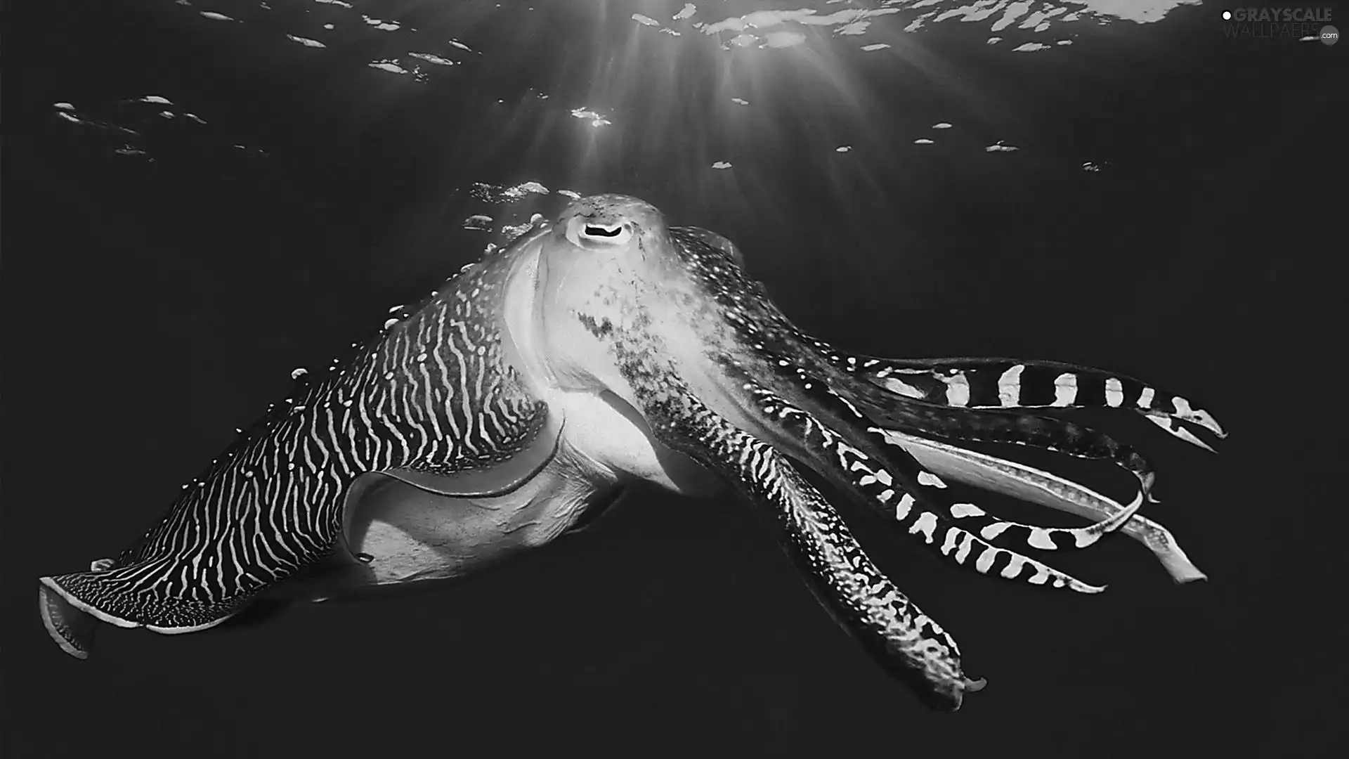 squid, Ocean