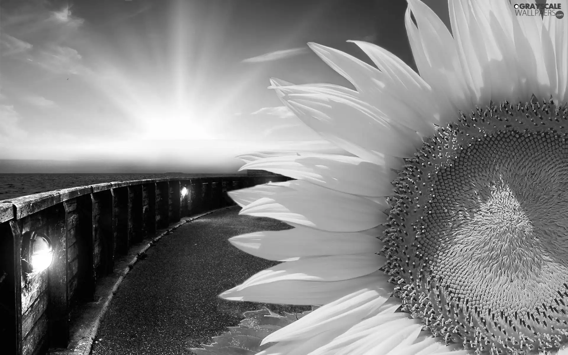 Sunflower, Great Sunsets, Ocean, Sky