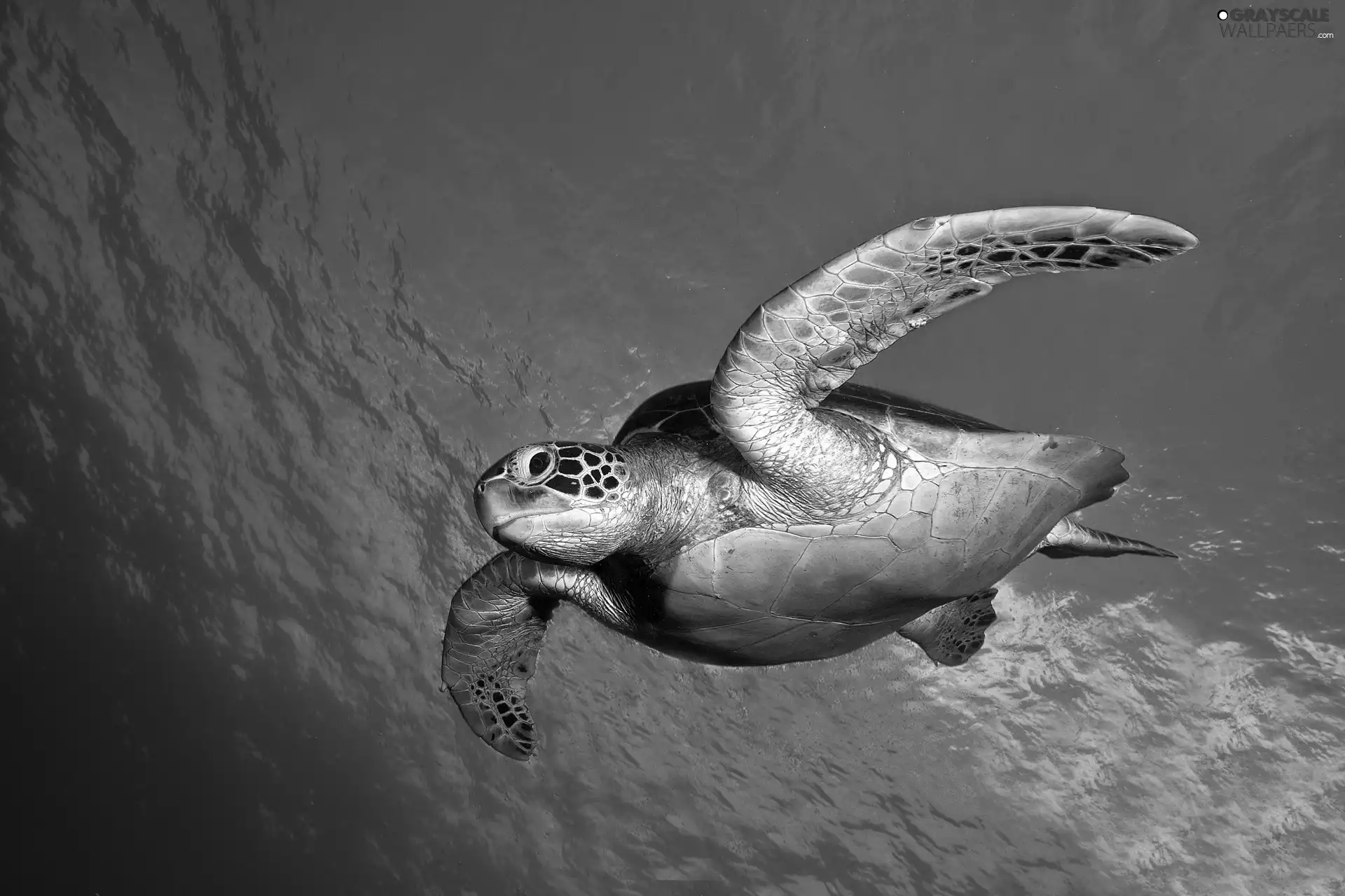 turtle, Ocean