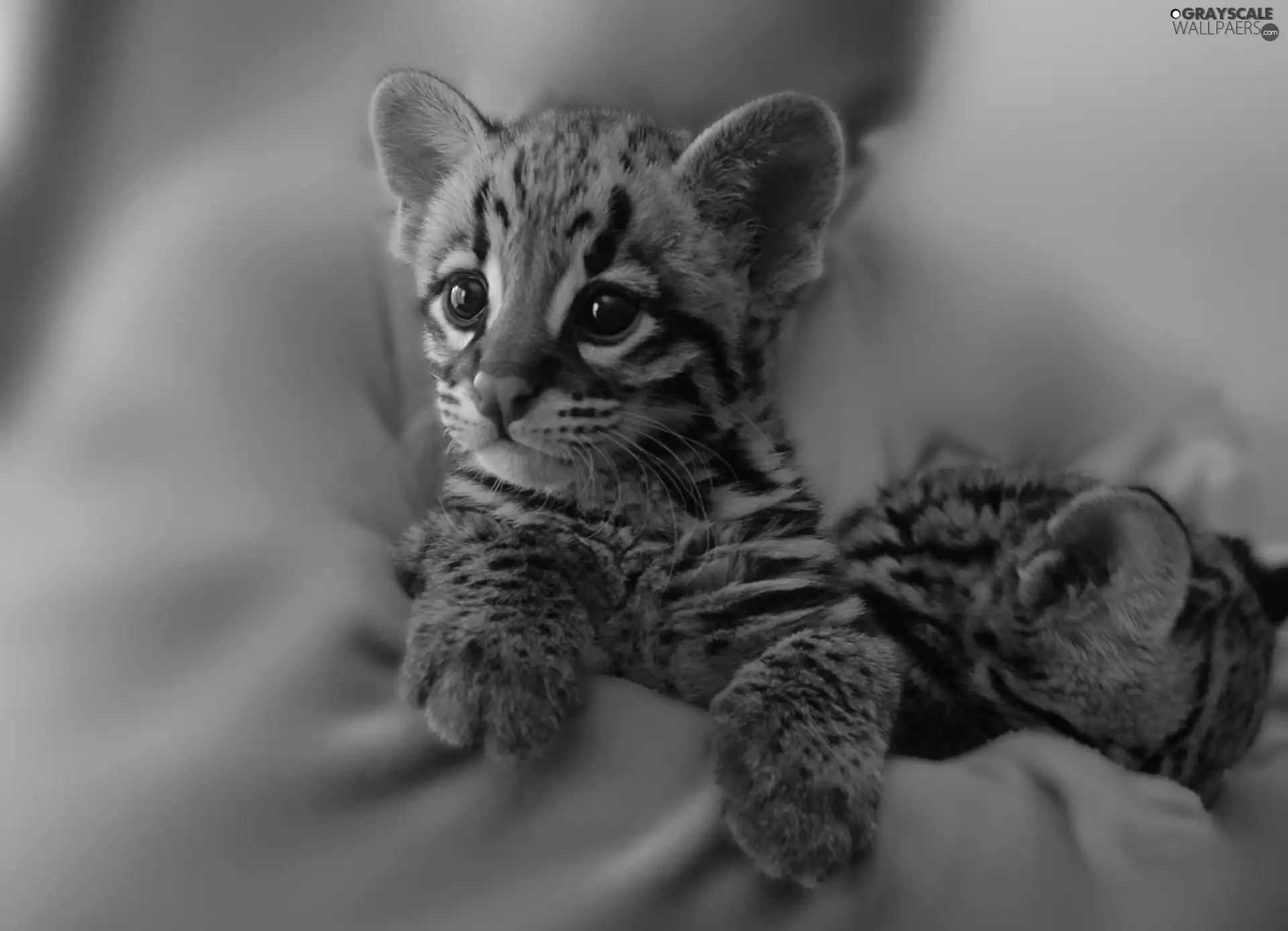 Little, ocelot