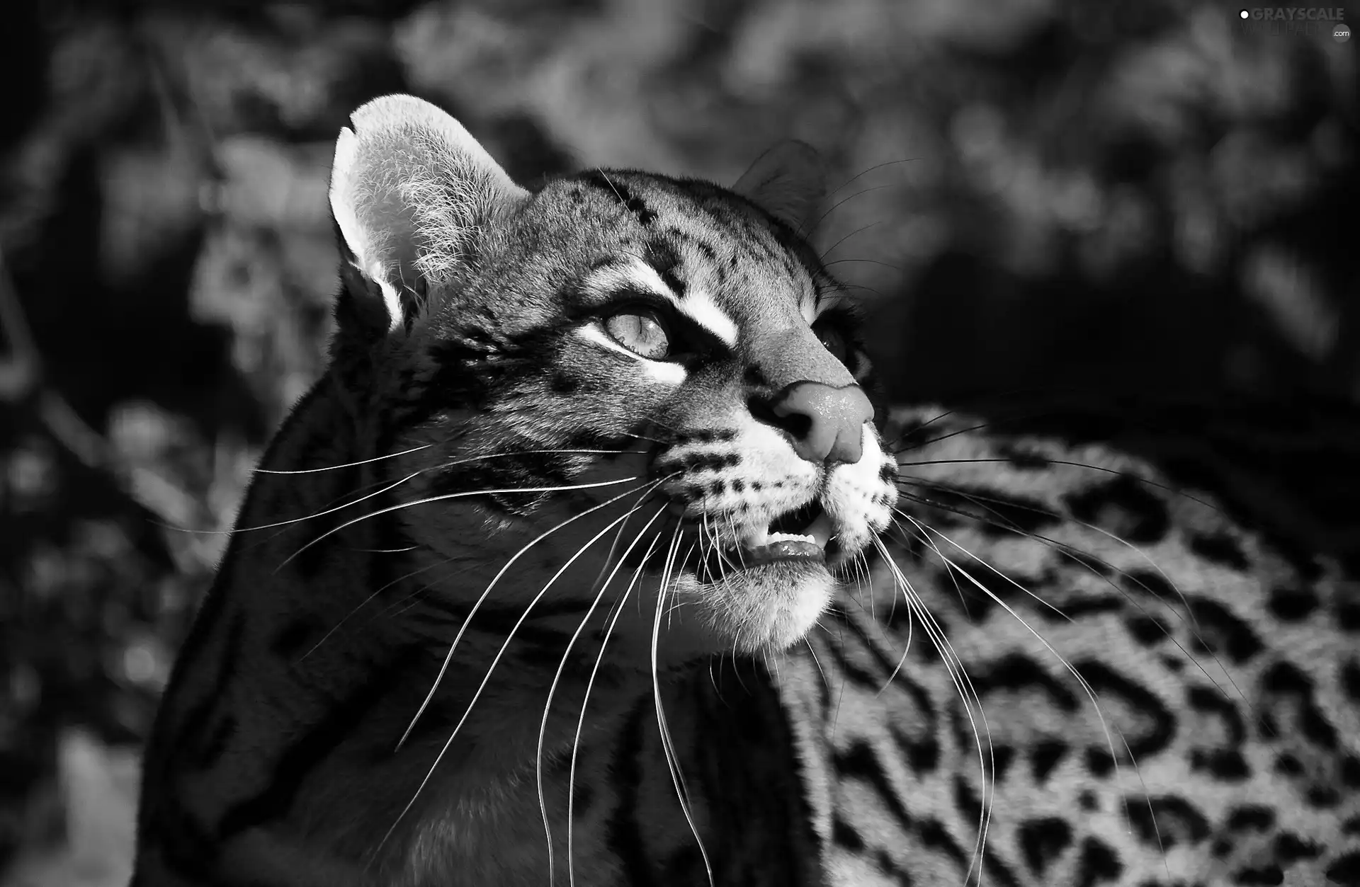 The look, Beatyfull, ocelot