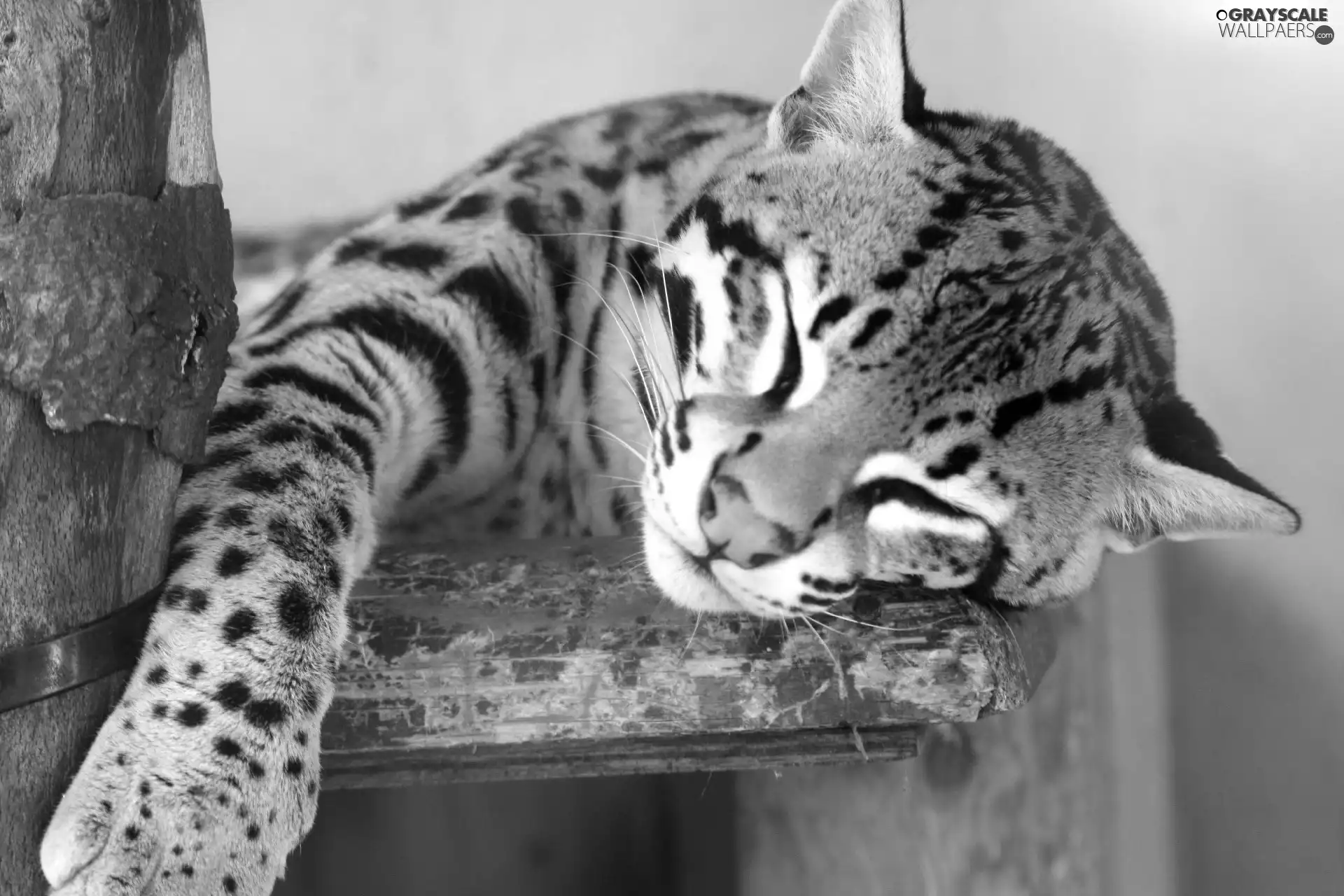sleepy, ocelot