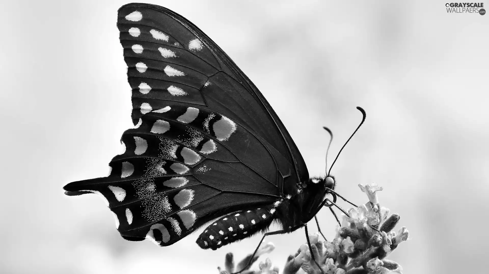 lavender, Close, Black, Oct Queen, butterfly