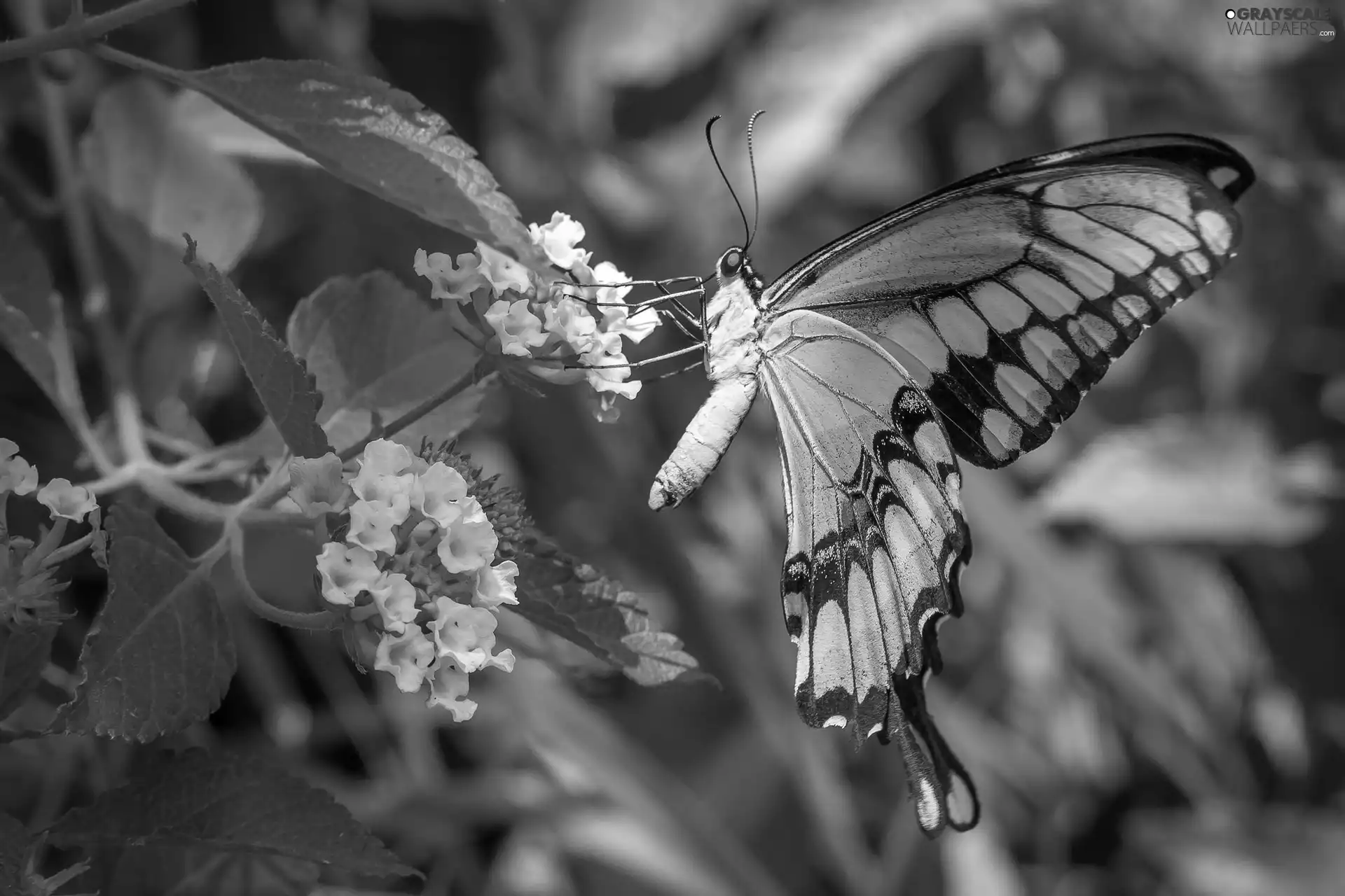 Flowers, butterfly, Oct Queen