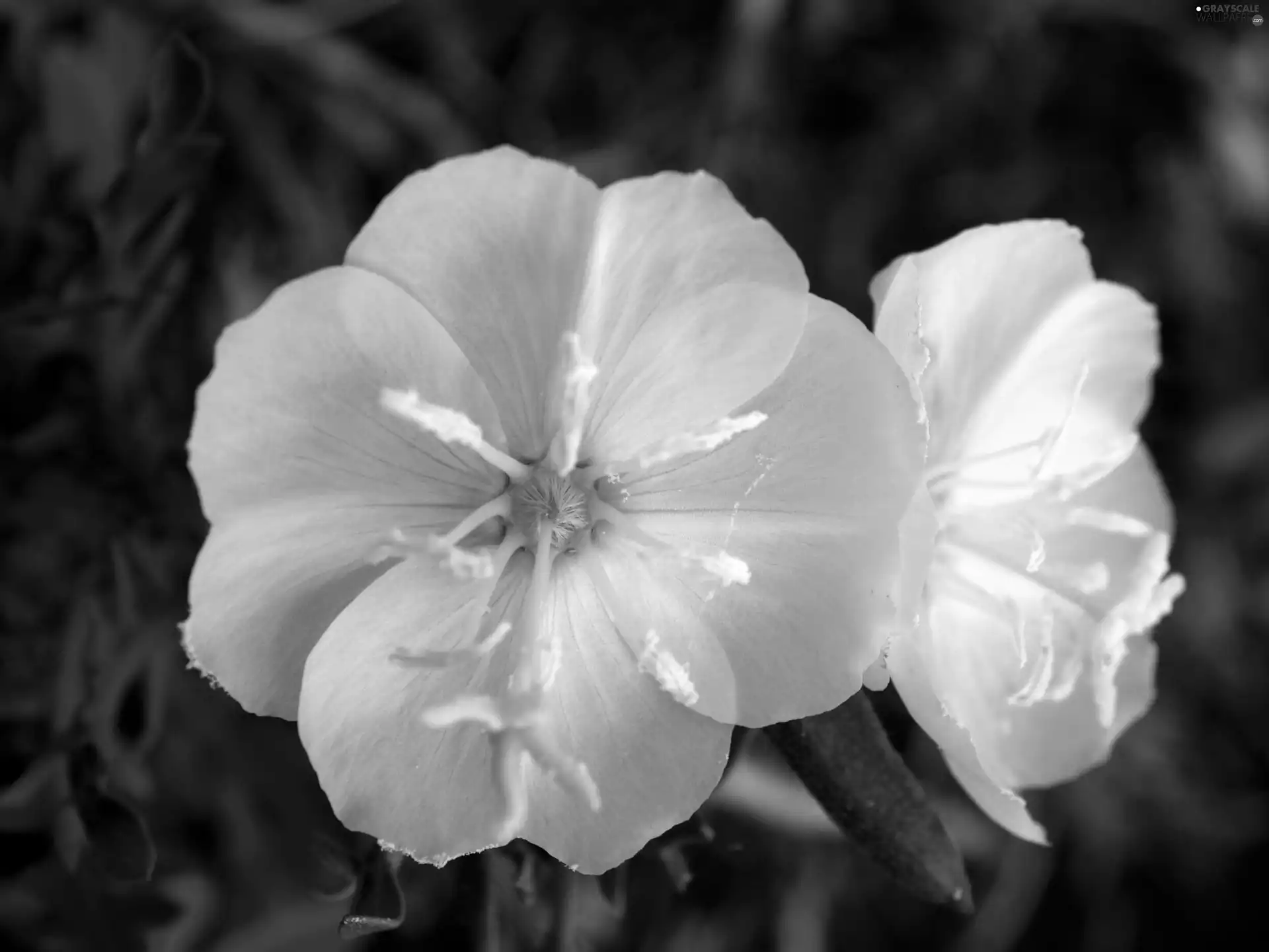 Oenothera albicaulis