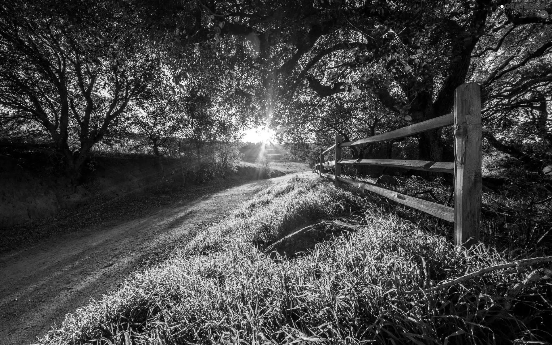 Country Road, morning, rays of the Sun, fence