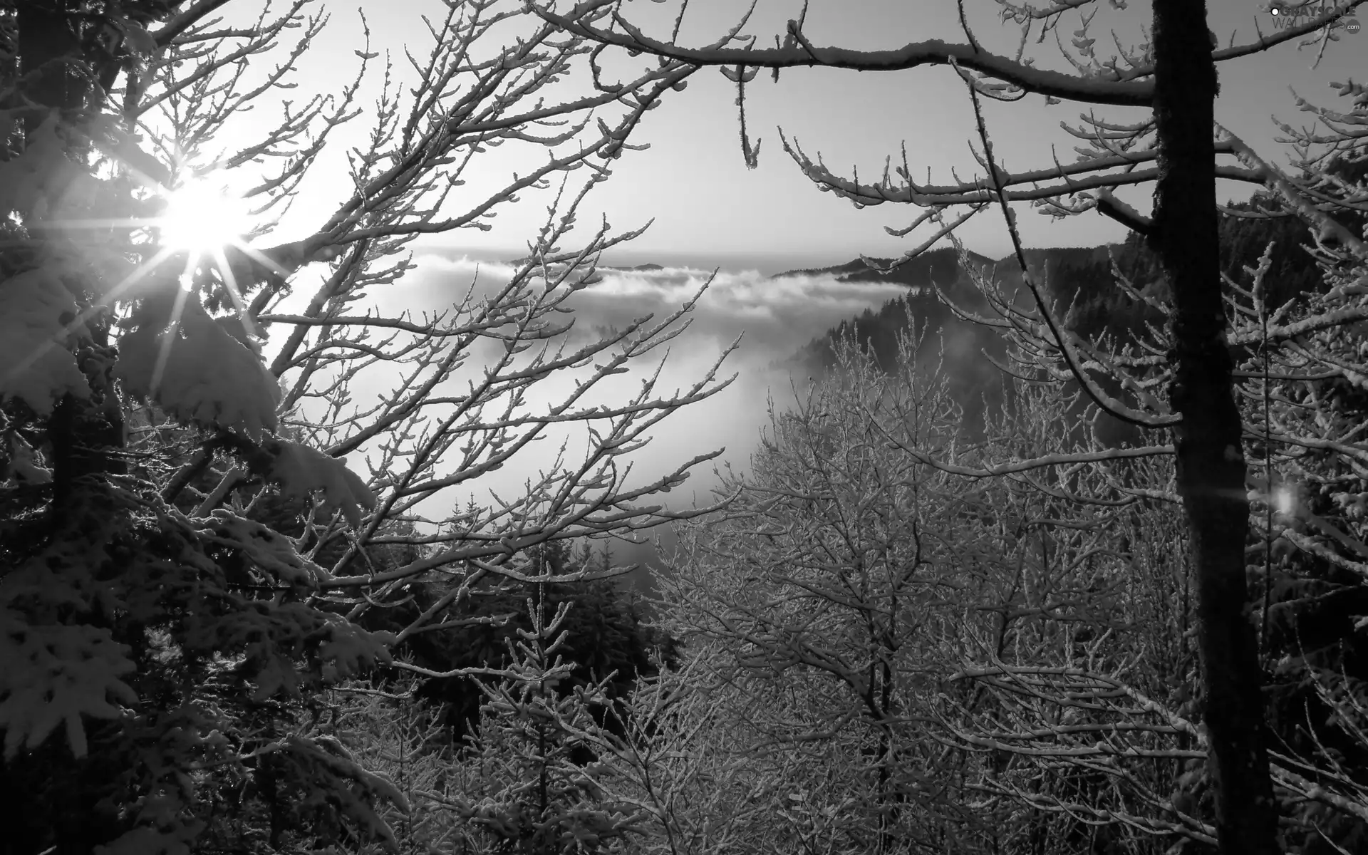 Mountains, branch pics, rays of the Sun, Fog