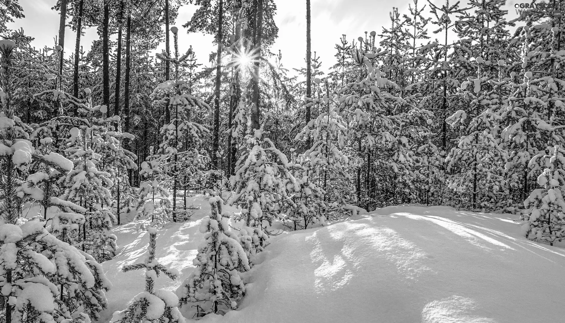 winter, morning, rays of the Sun, forest