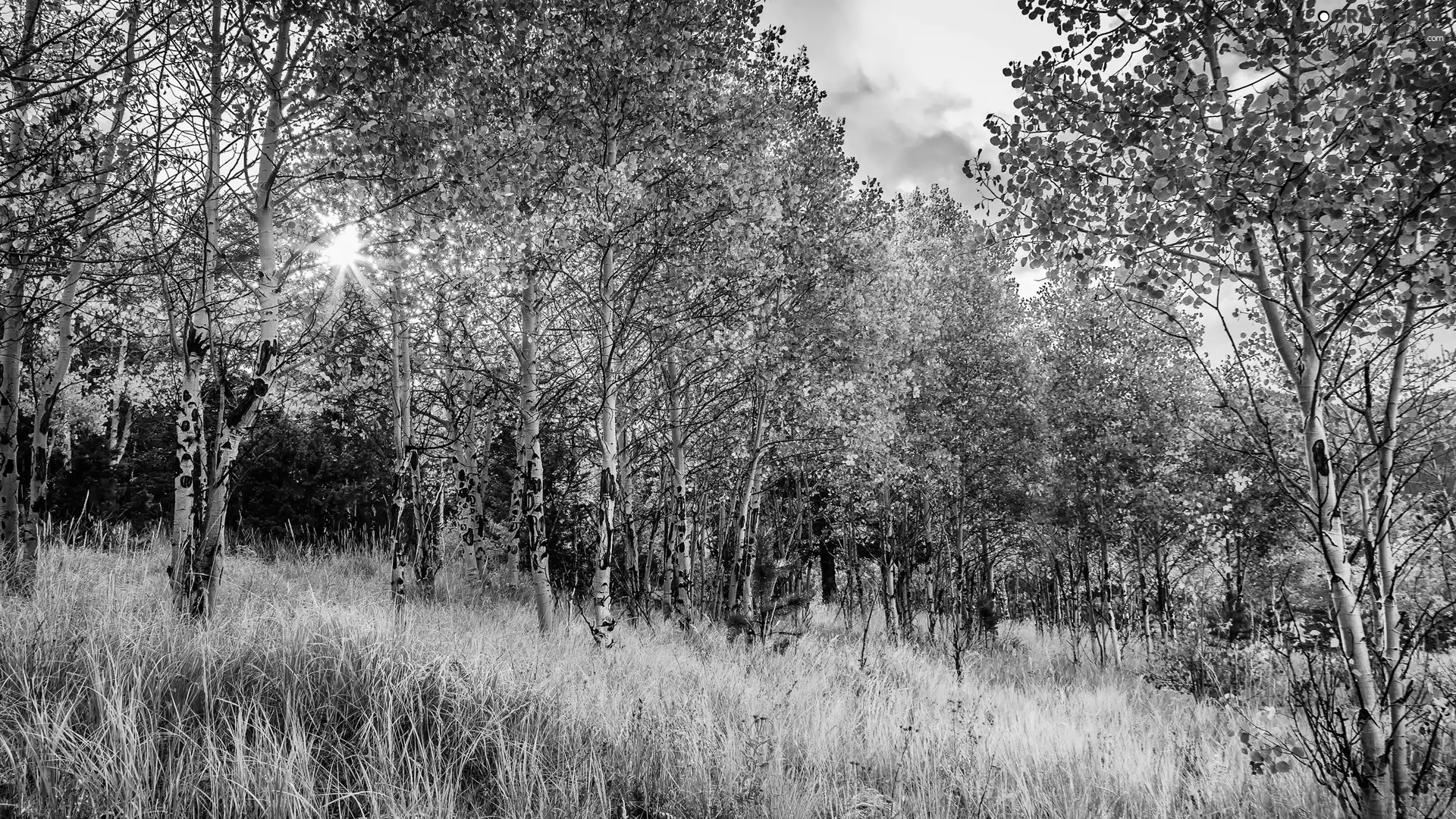 autumn, grass, rays of the Sun, birch