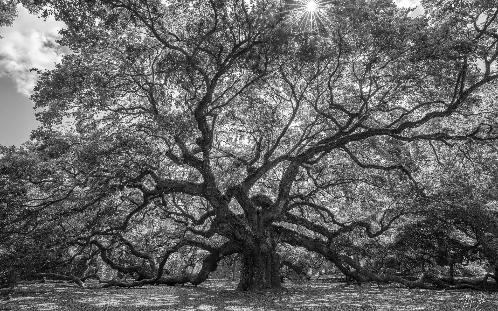 spreading, oak, rays of the Sun, trees