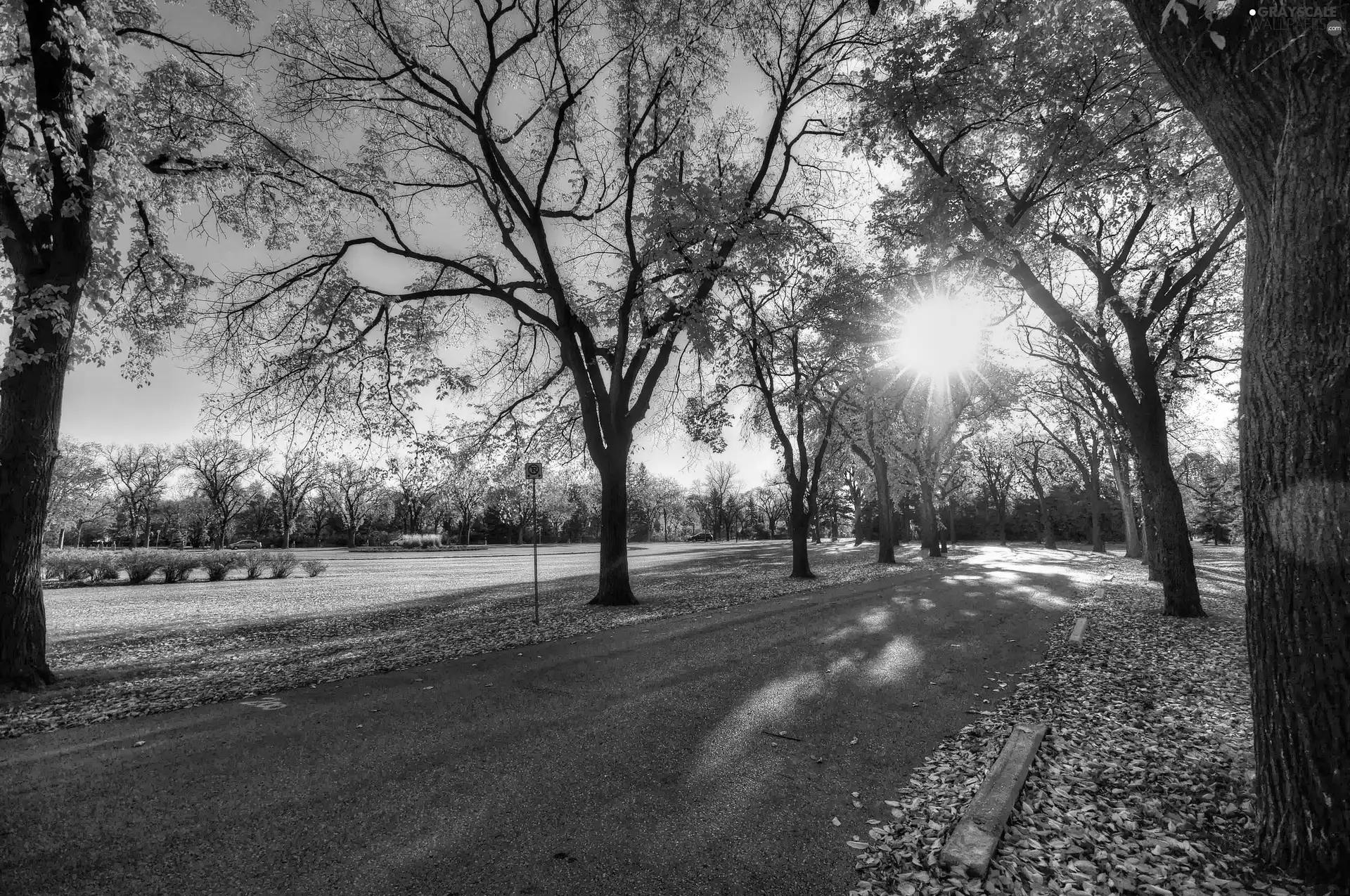 autumn, alley, rays of the Sun, Park