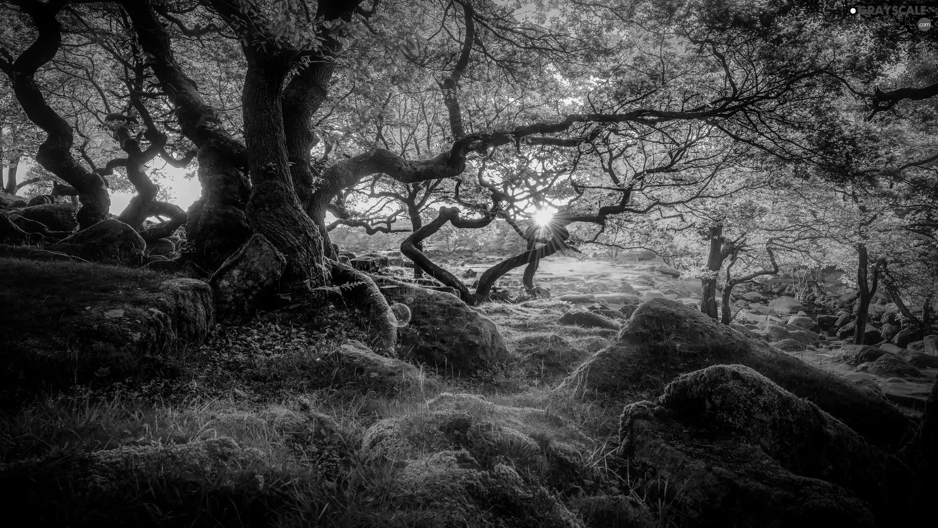 trees, Stones, rays of the Sun, mossy