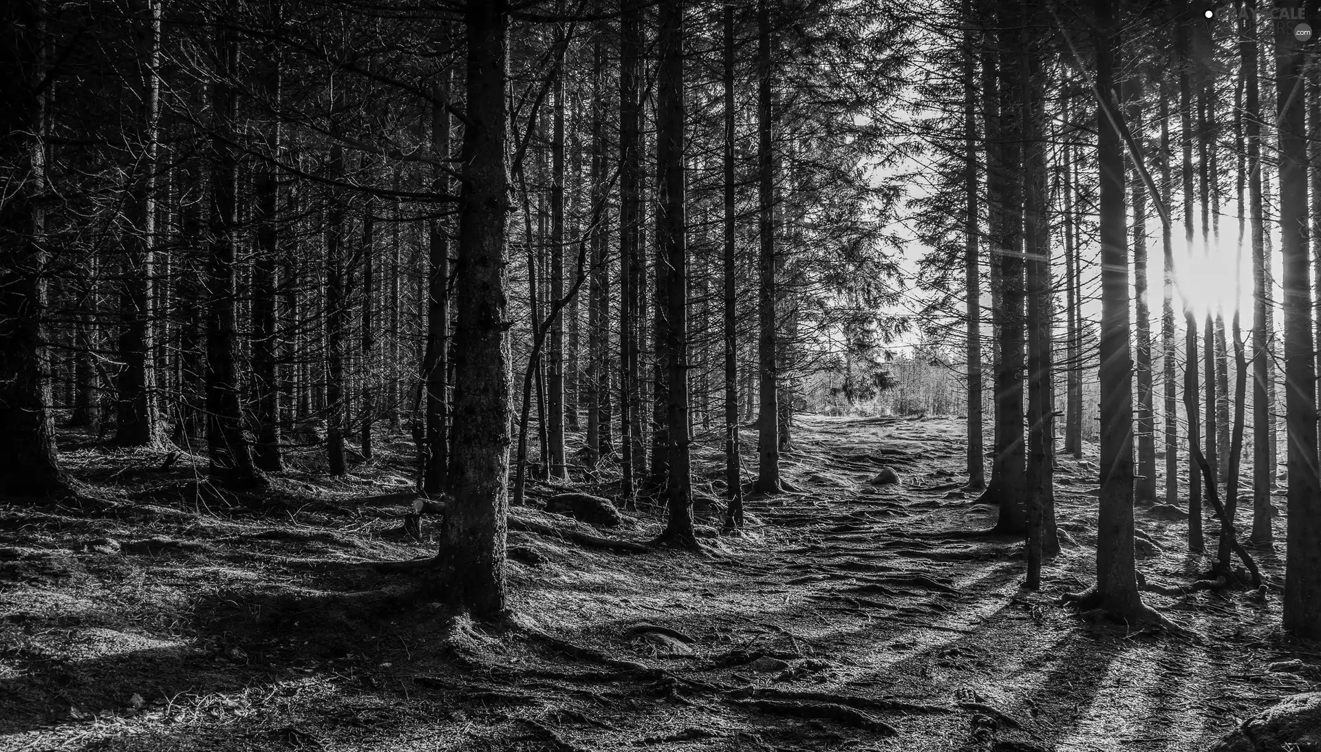 forest, viewes, rays of the Sun, trees