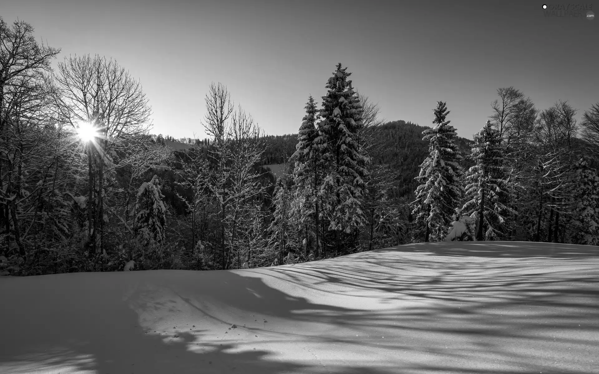 winter, viewes, rays of the Sun, trees