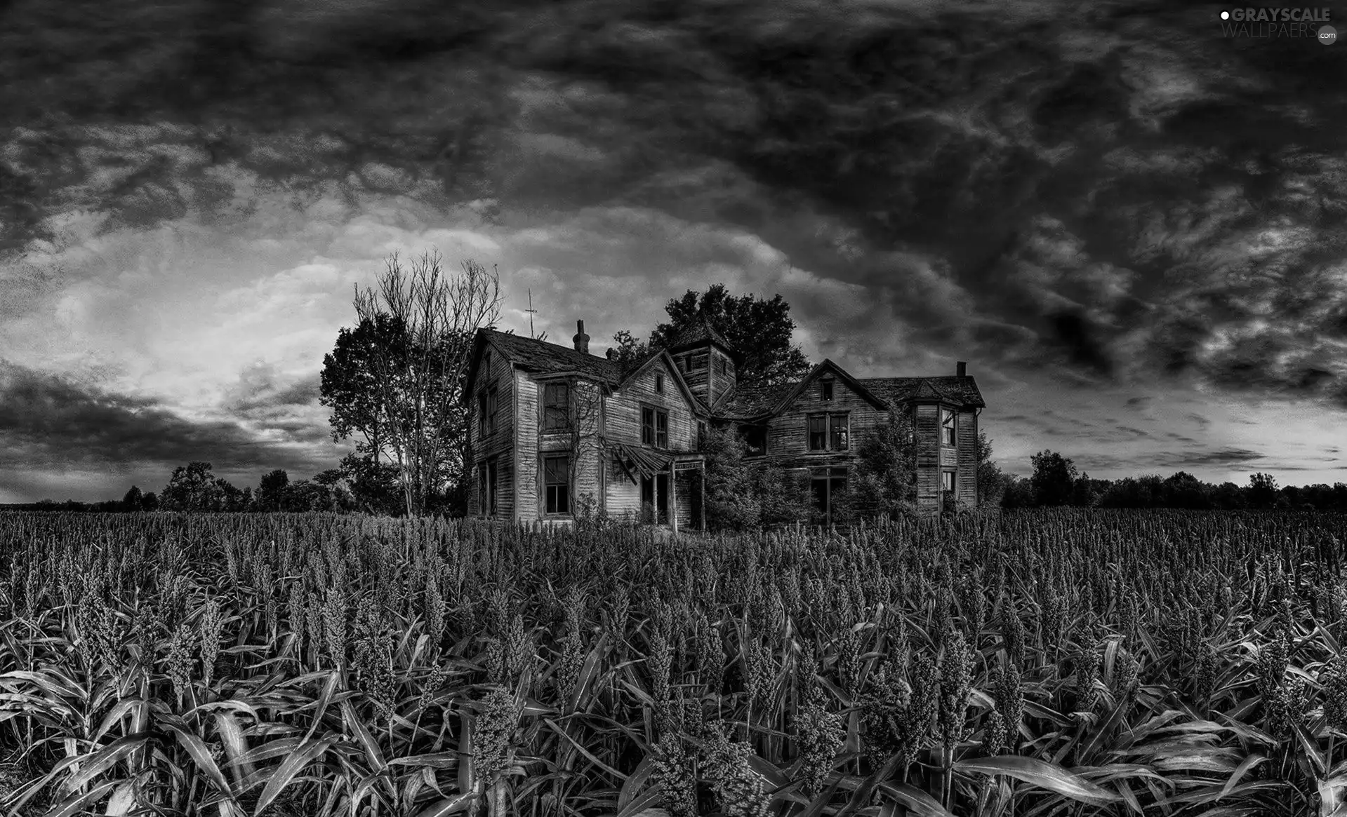 house, Field, Old car