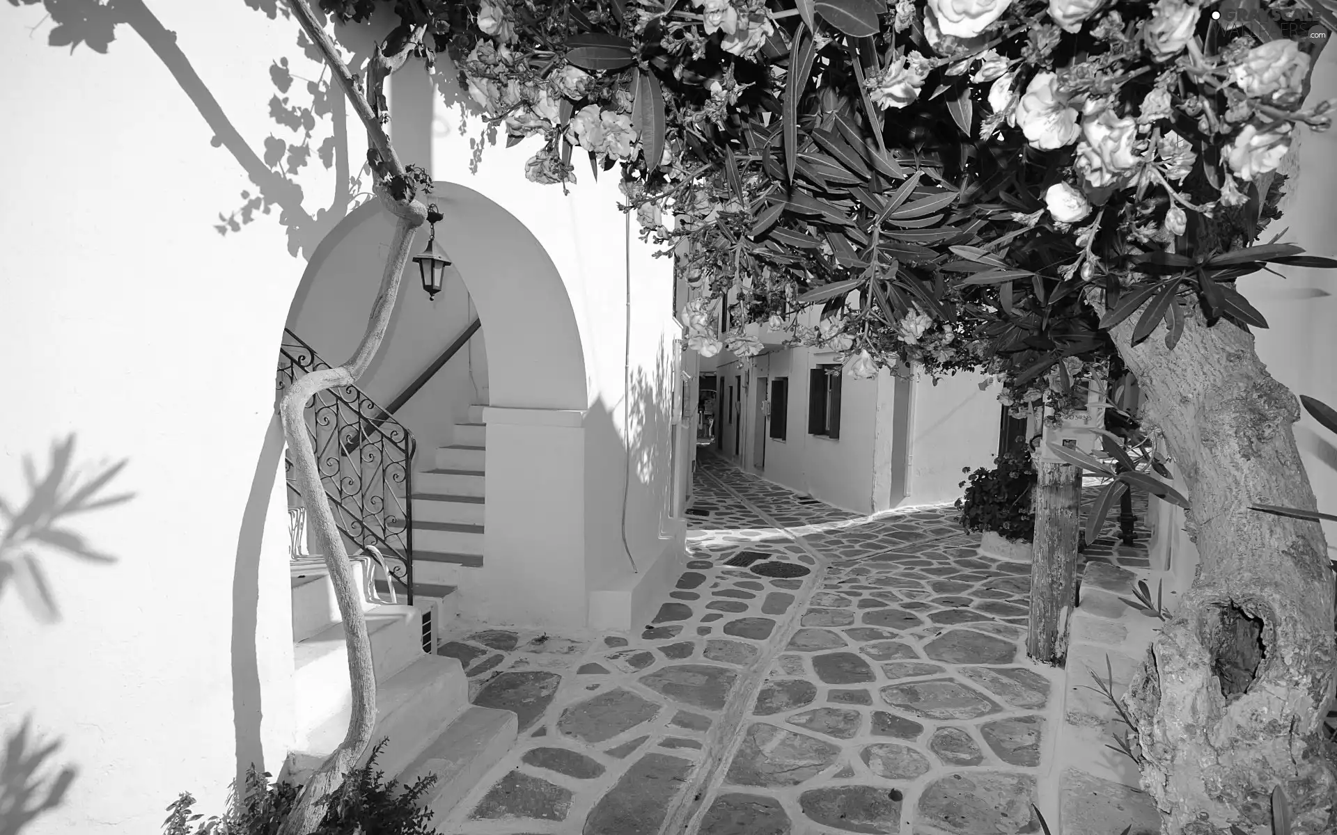 house, flower, oleander, patio