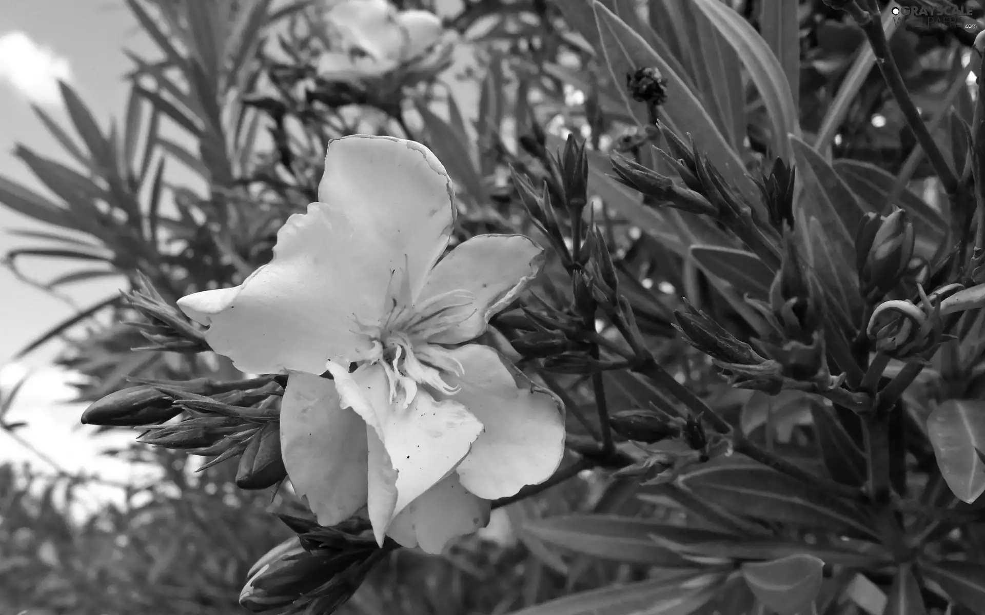 Pink, oleander