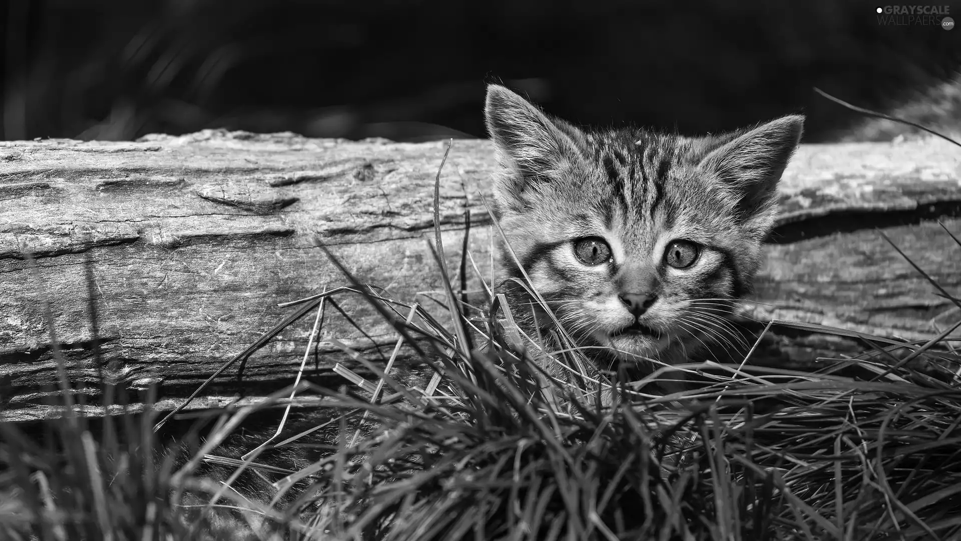 small, grass, Lod on the beach, kitten