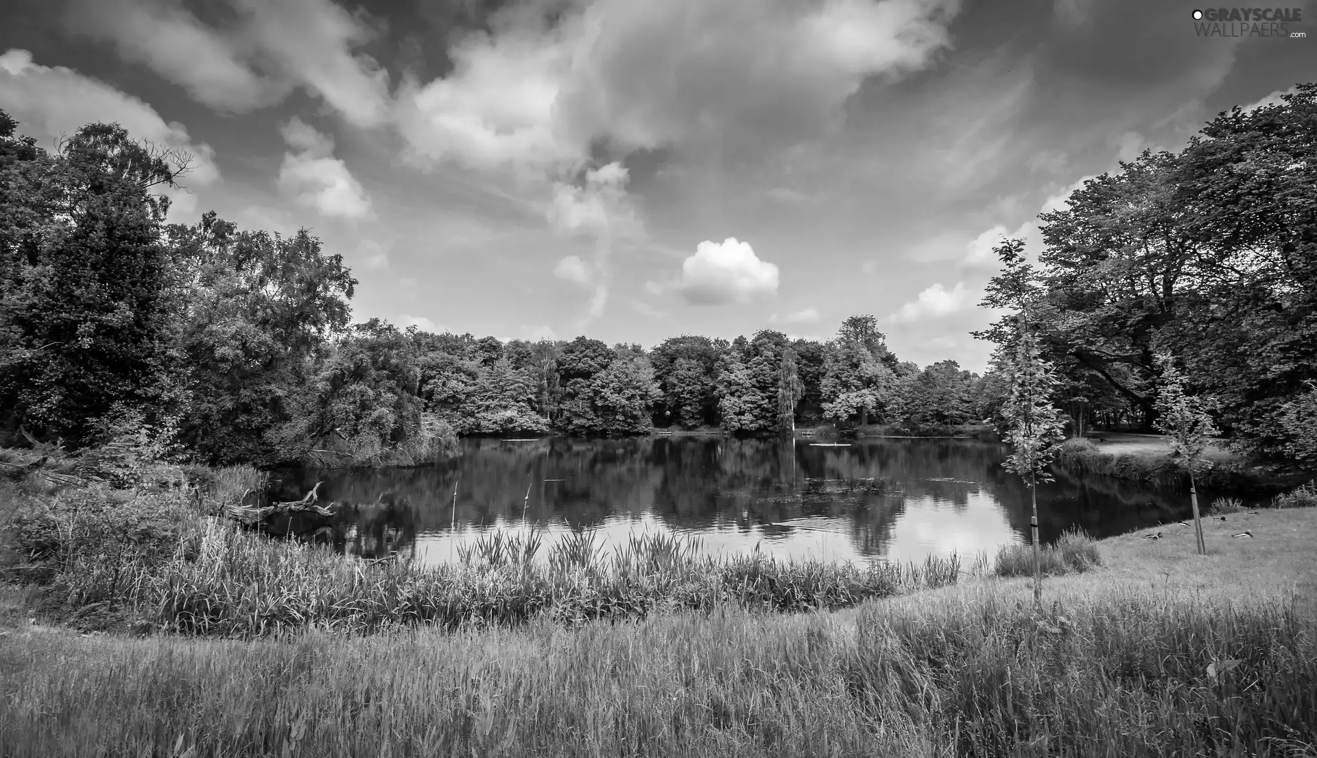 trees, Pond - car, grass, summer, viewes, green ones