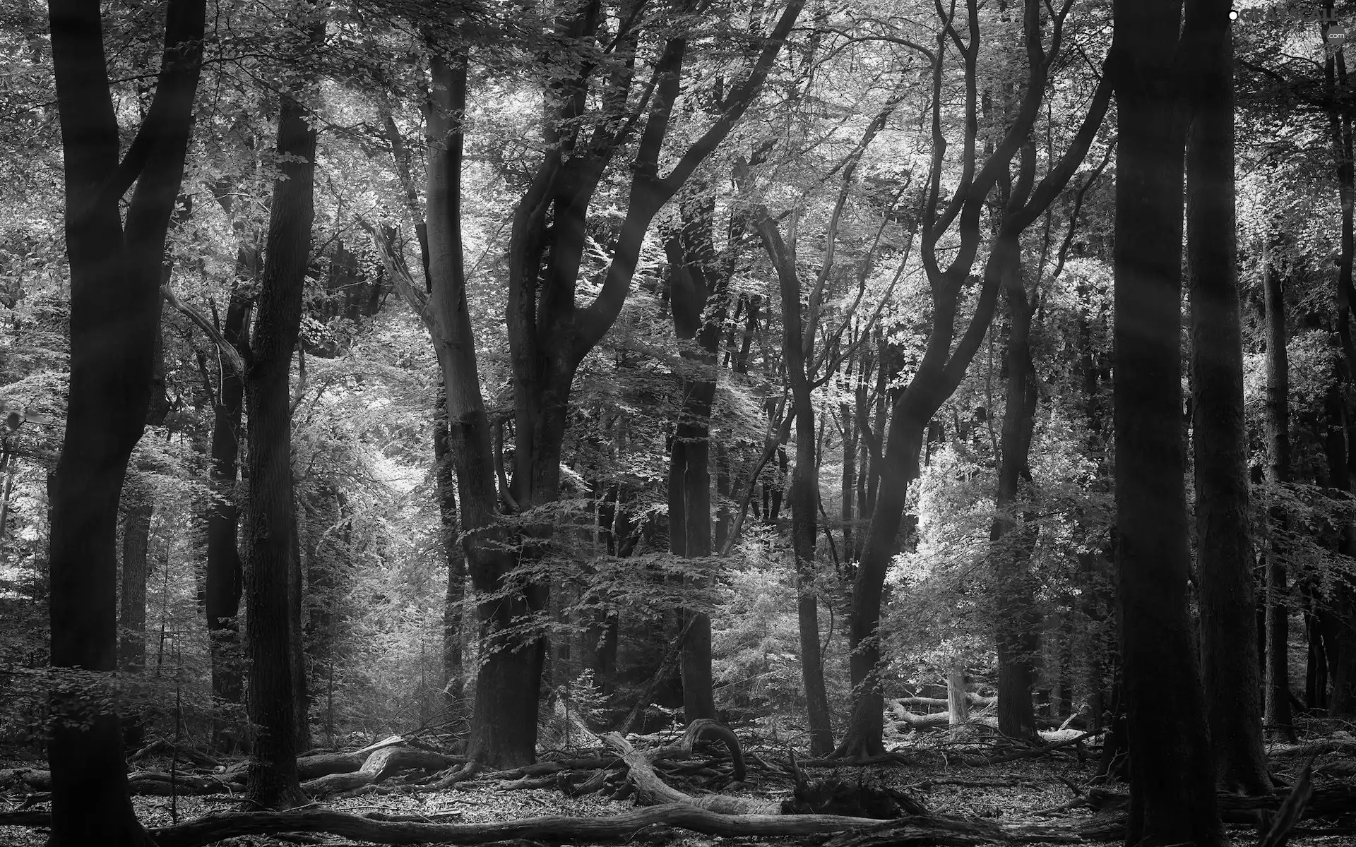 viewes, Spring, green ones, trees, forest