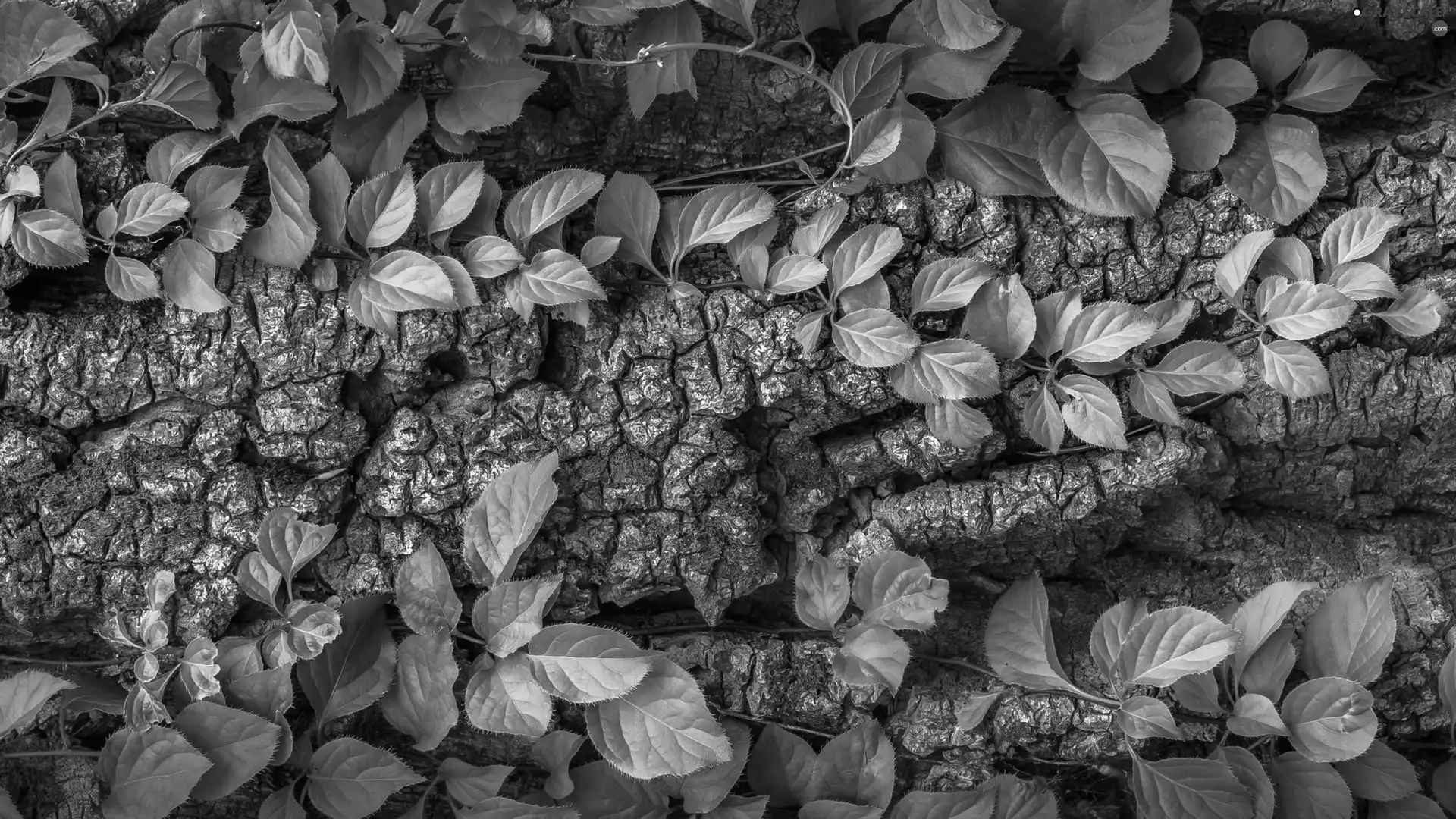 Leaf, cork, green ones