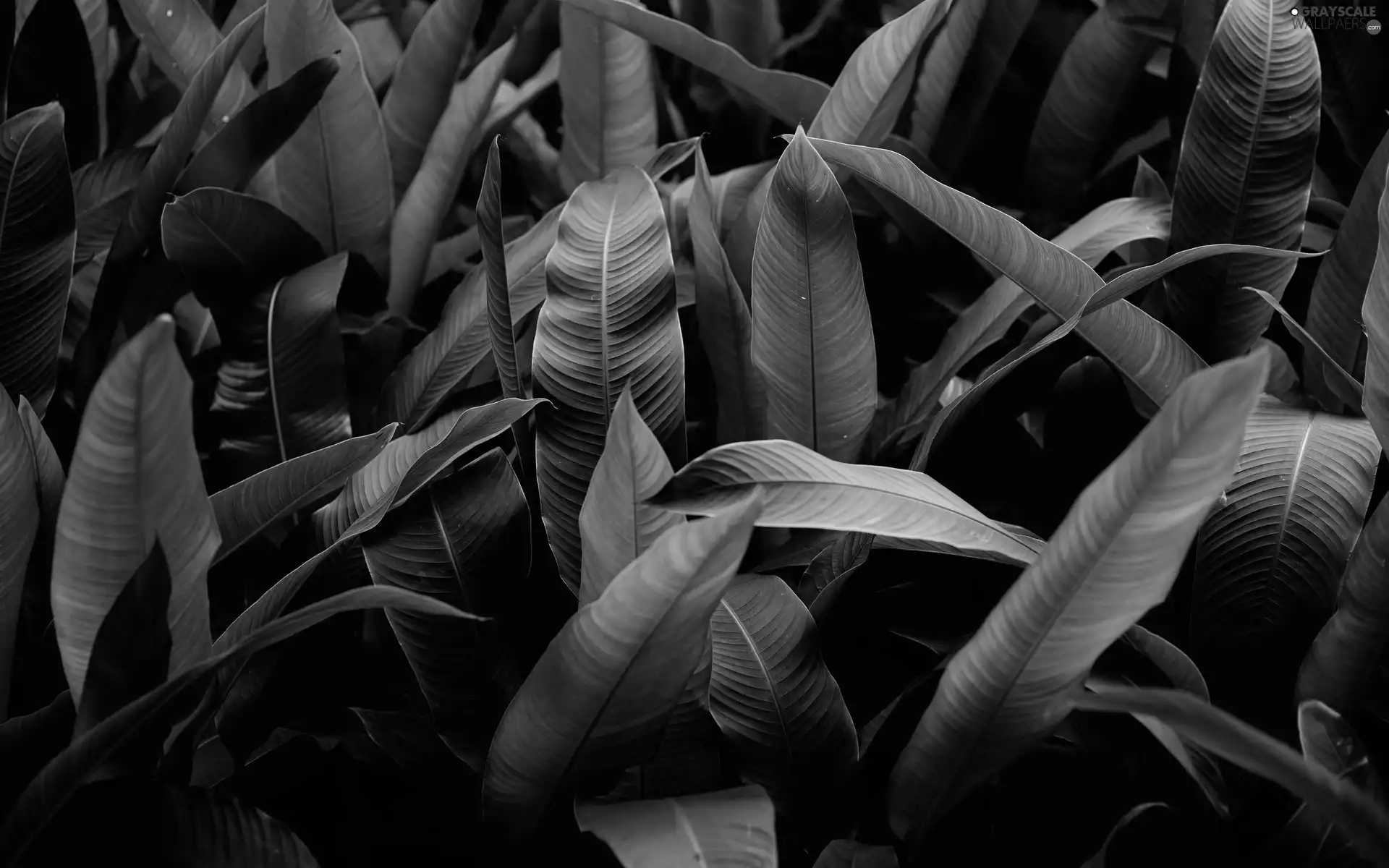 rapprochement, Leaf, green ones
