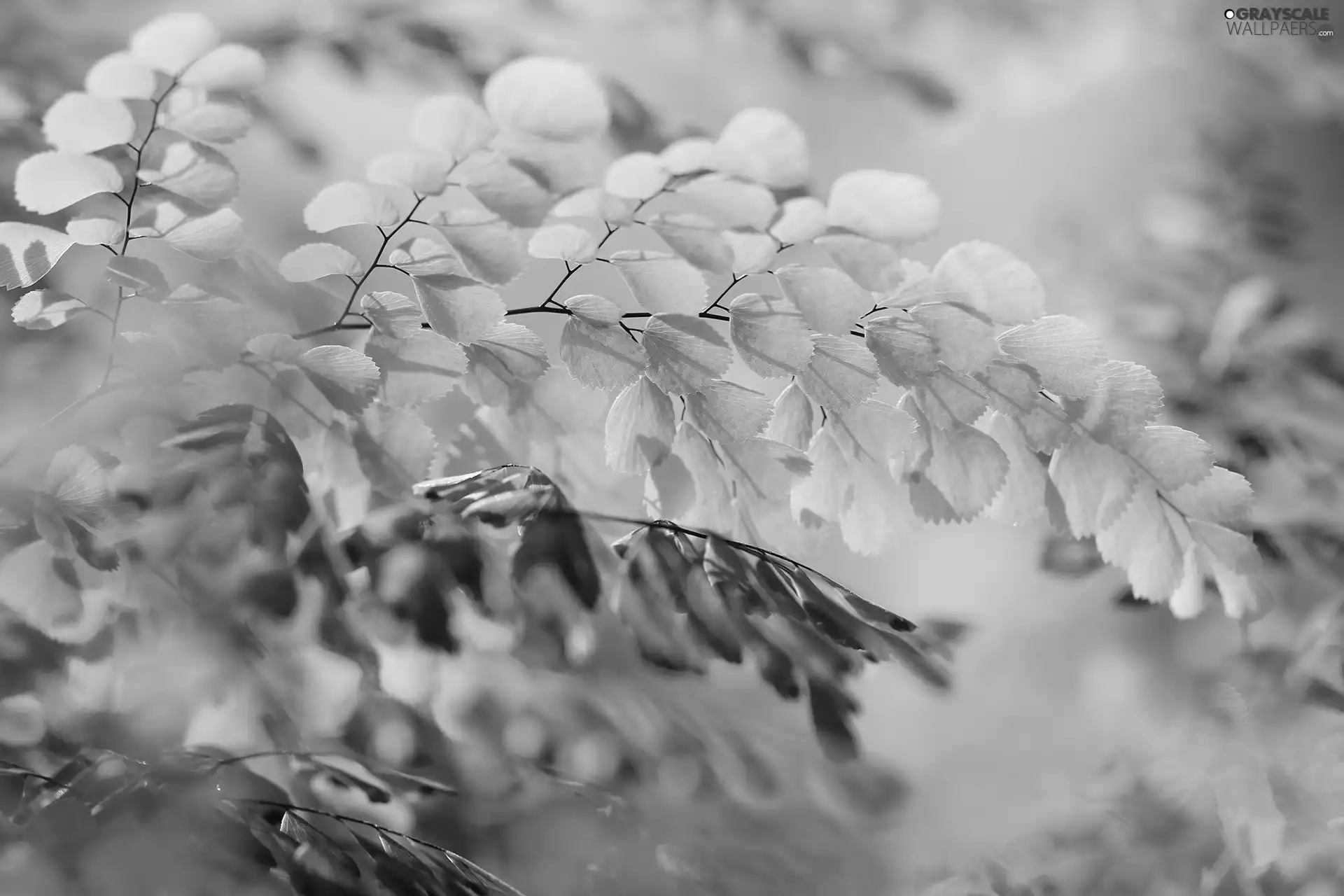 green ones, Twigs, Close, Leaf