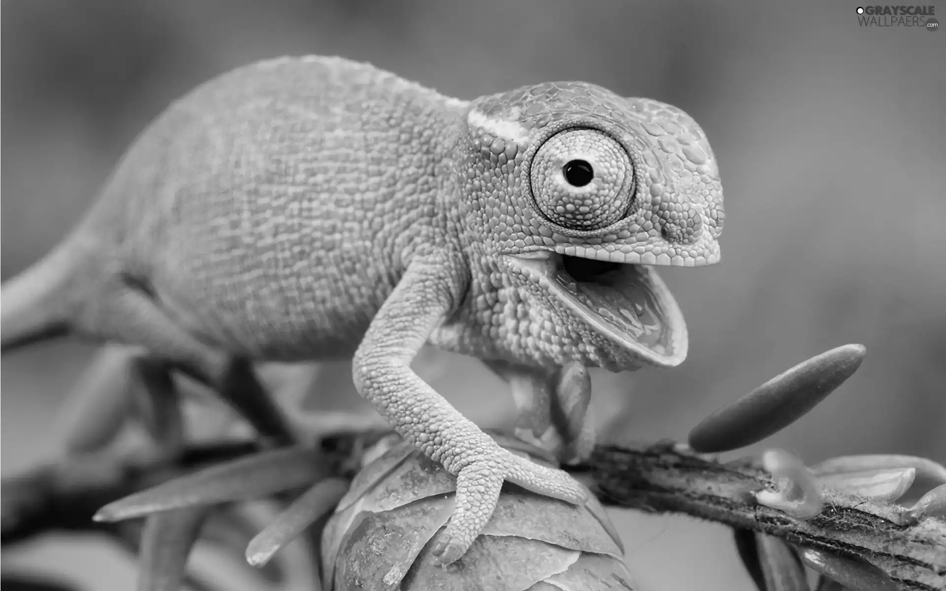 open, mouth, Cameleon, twig, blue