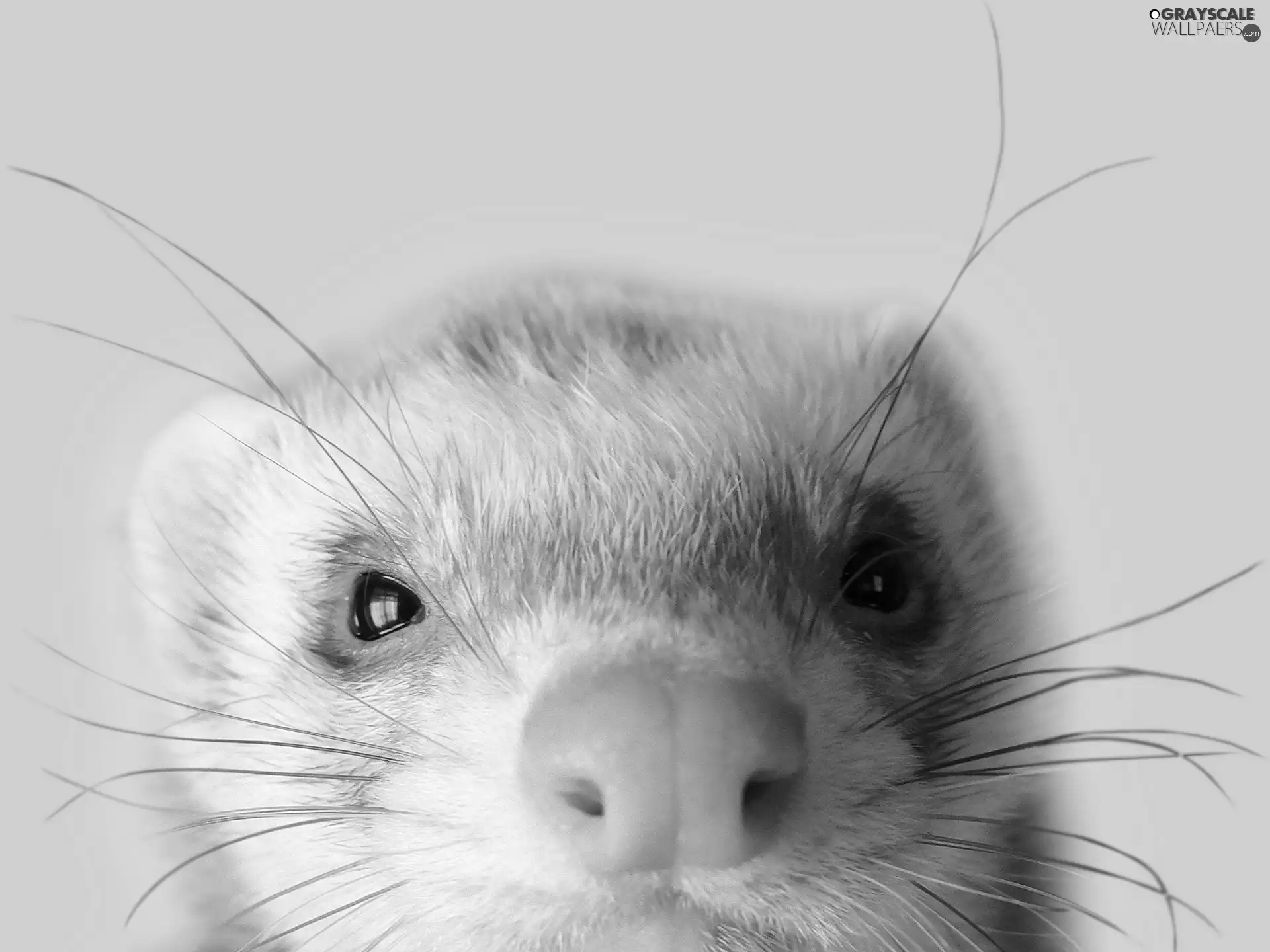 ferret