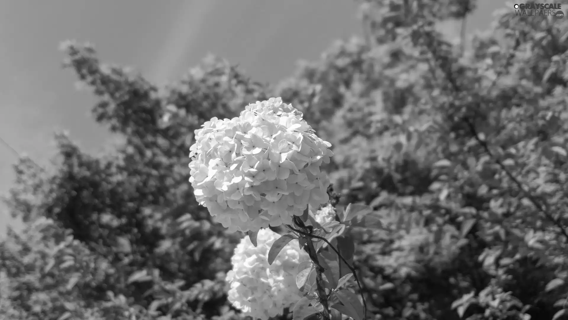 Viburnum Opulus, Colourfull Flowers, White