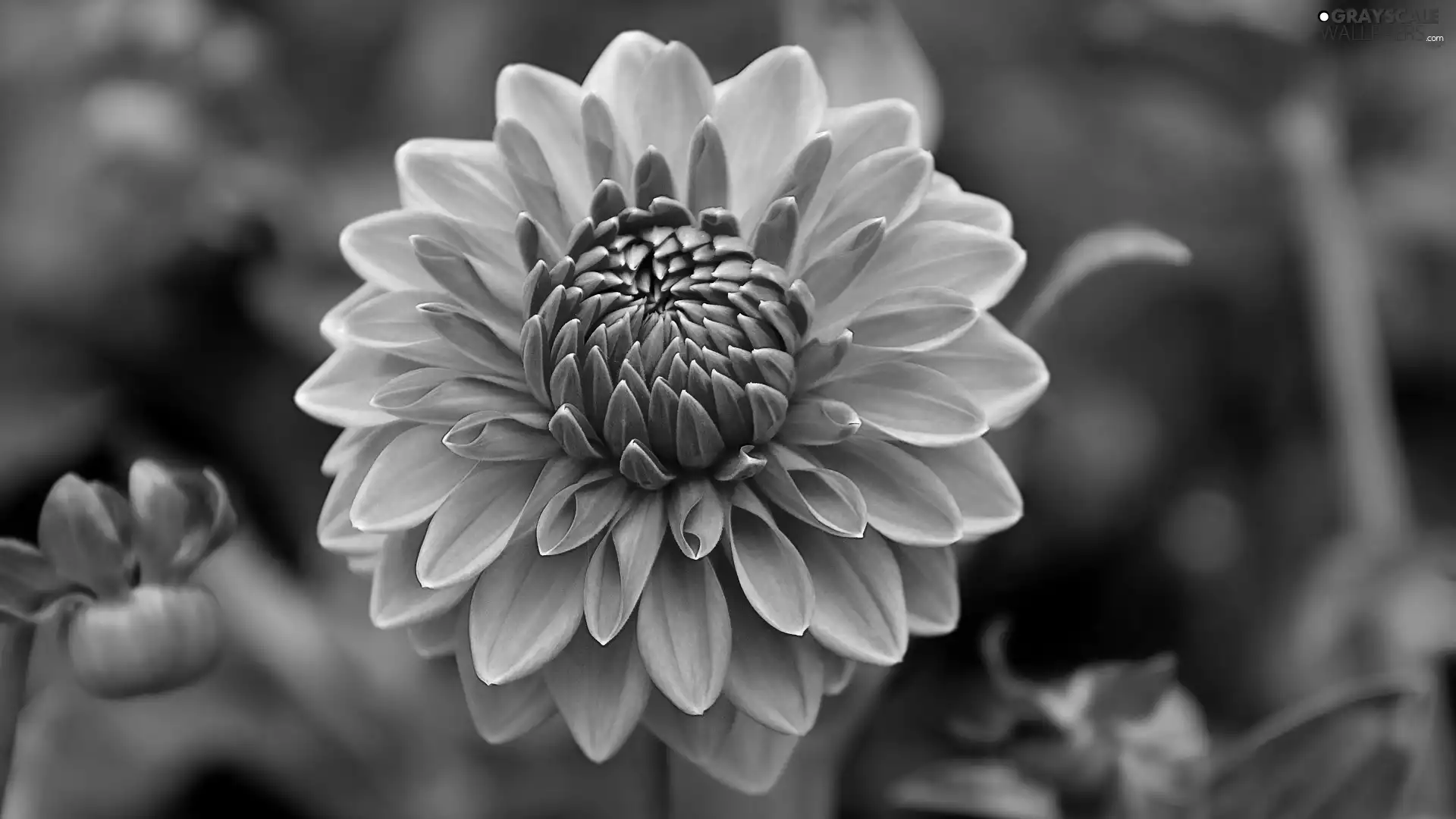 Blooming, Dalia, flakes, Orange
