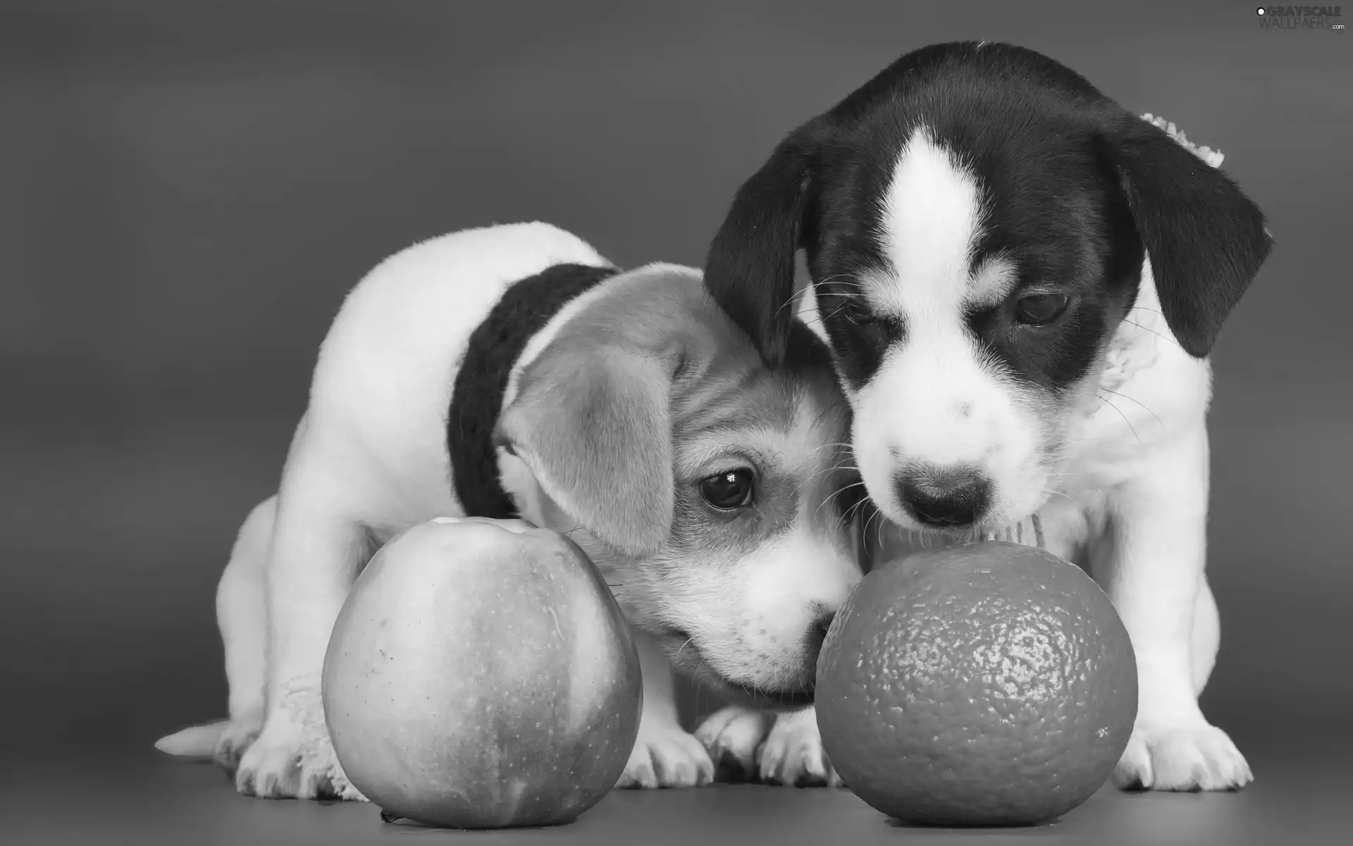 Dogs, Apple, orange, Puppies
