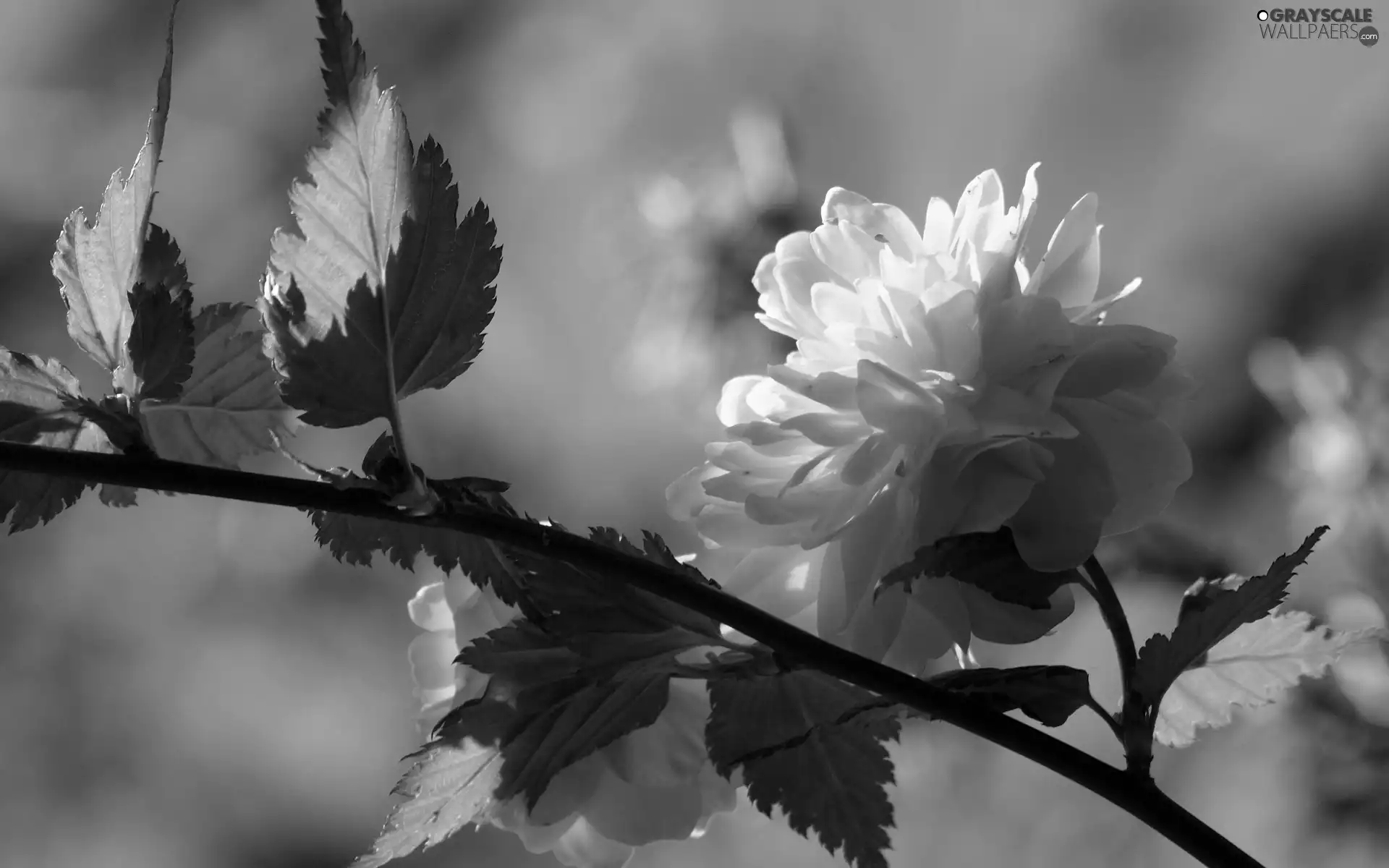 Orange, Flowers, flower, Bush, twig