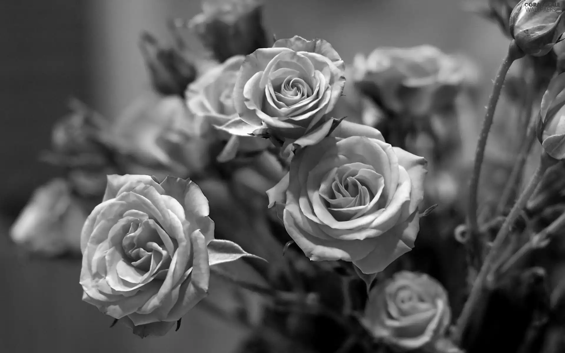 Orange, bouquet, roses