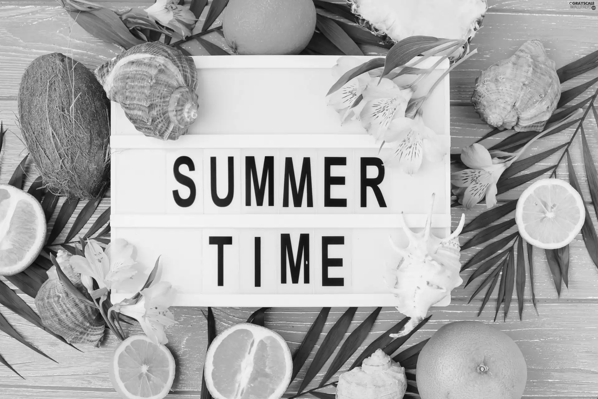 Coconut, Fruits, Summer time, text, Alstroemeria, composition, holiday, Leaf, orange, Shells, Flowers