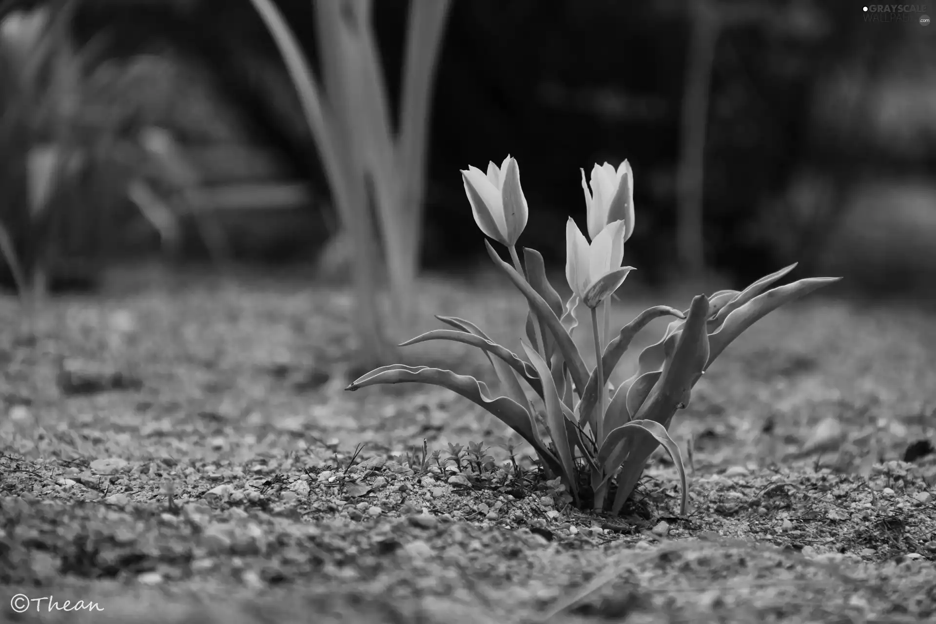 Three, Yellow, Orange, Tulips