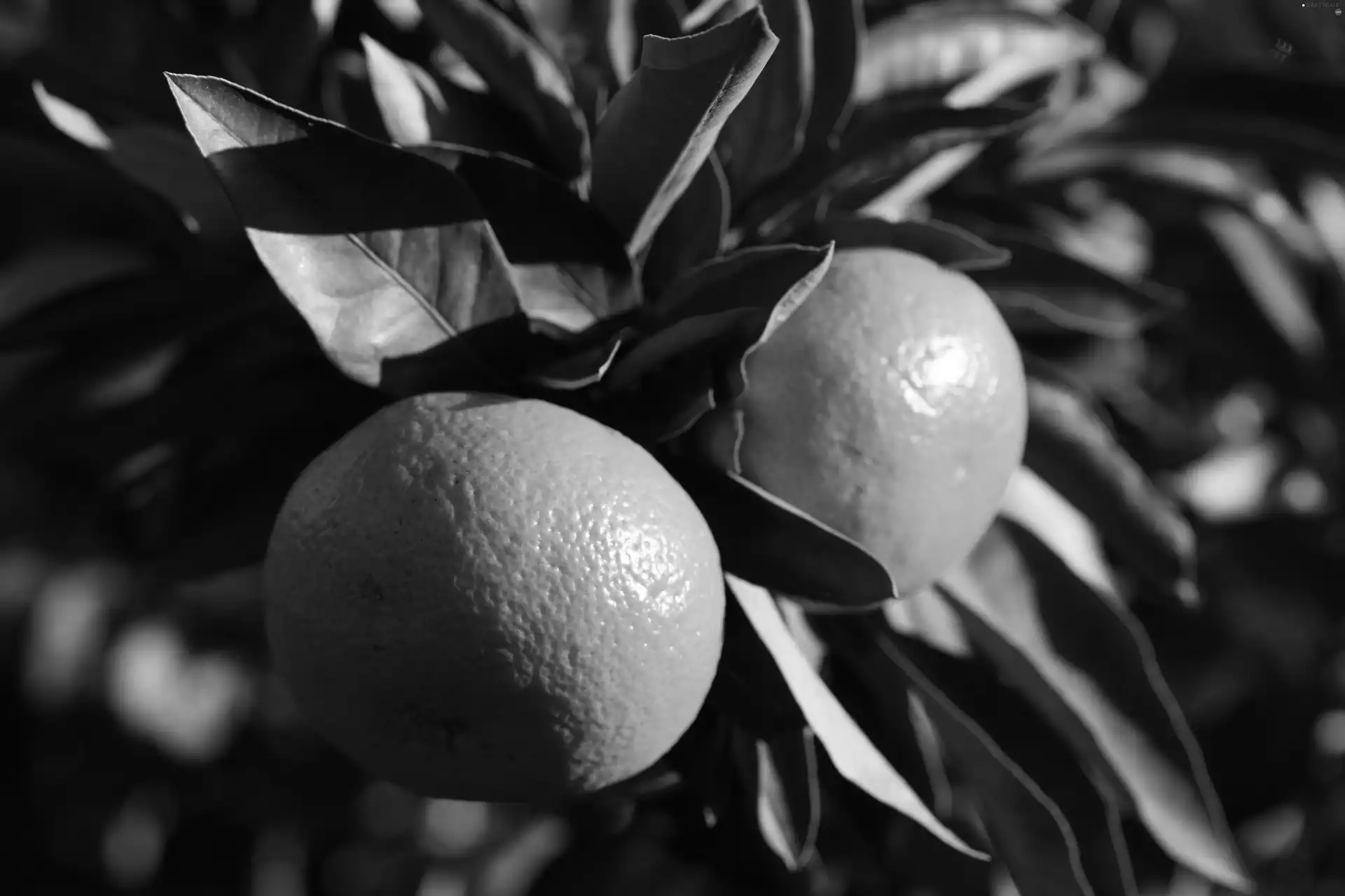 orange tree