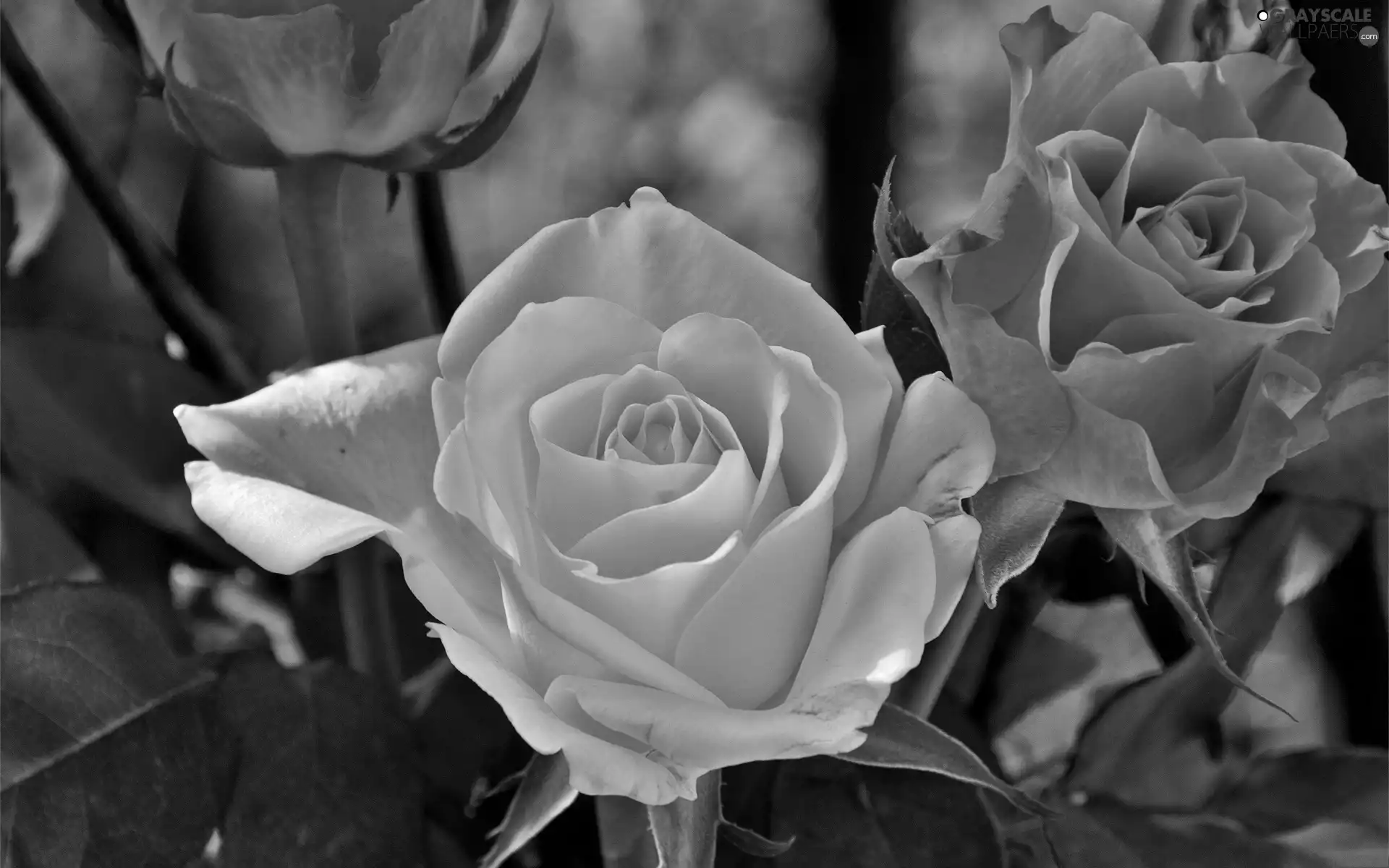 Orange, roses, White