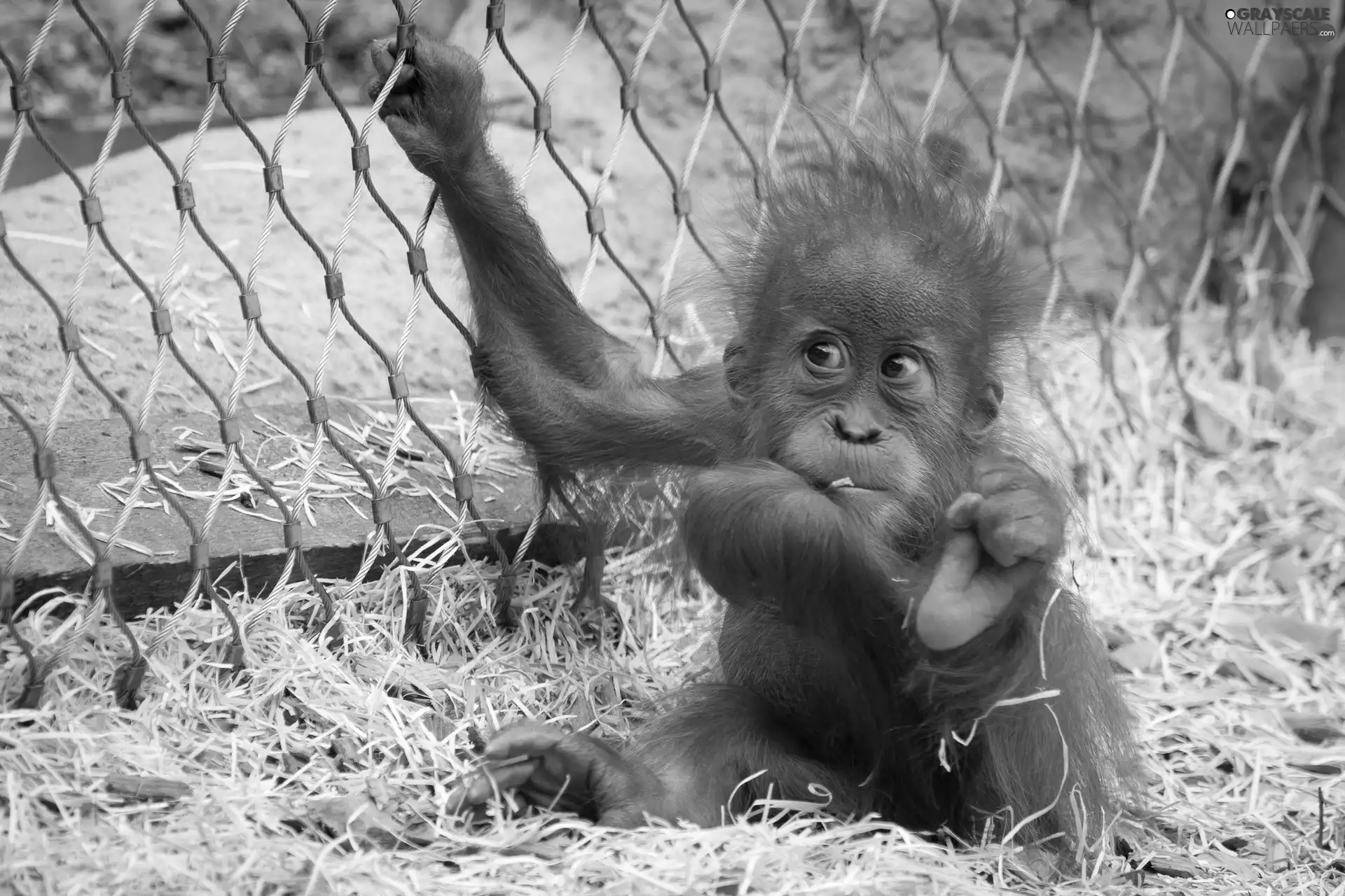 young, orangutan