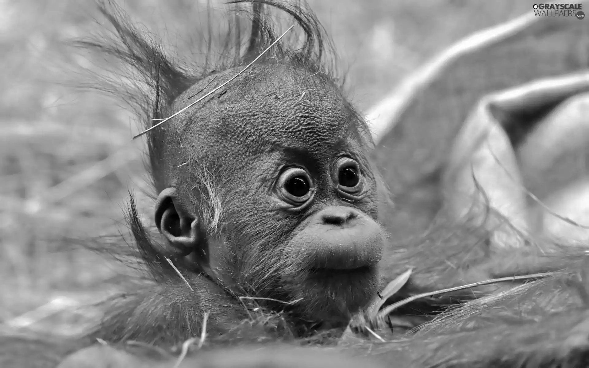 young, orangutan