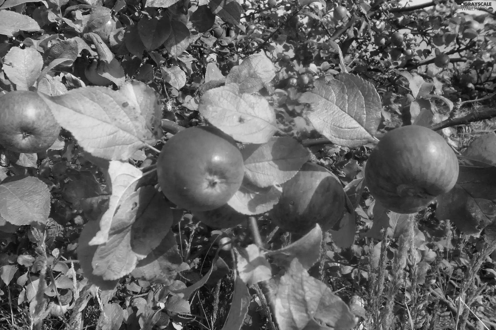 orchard, juicy, apples