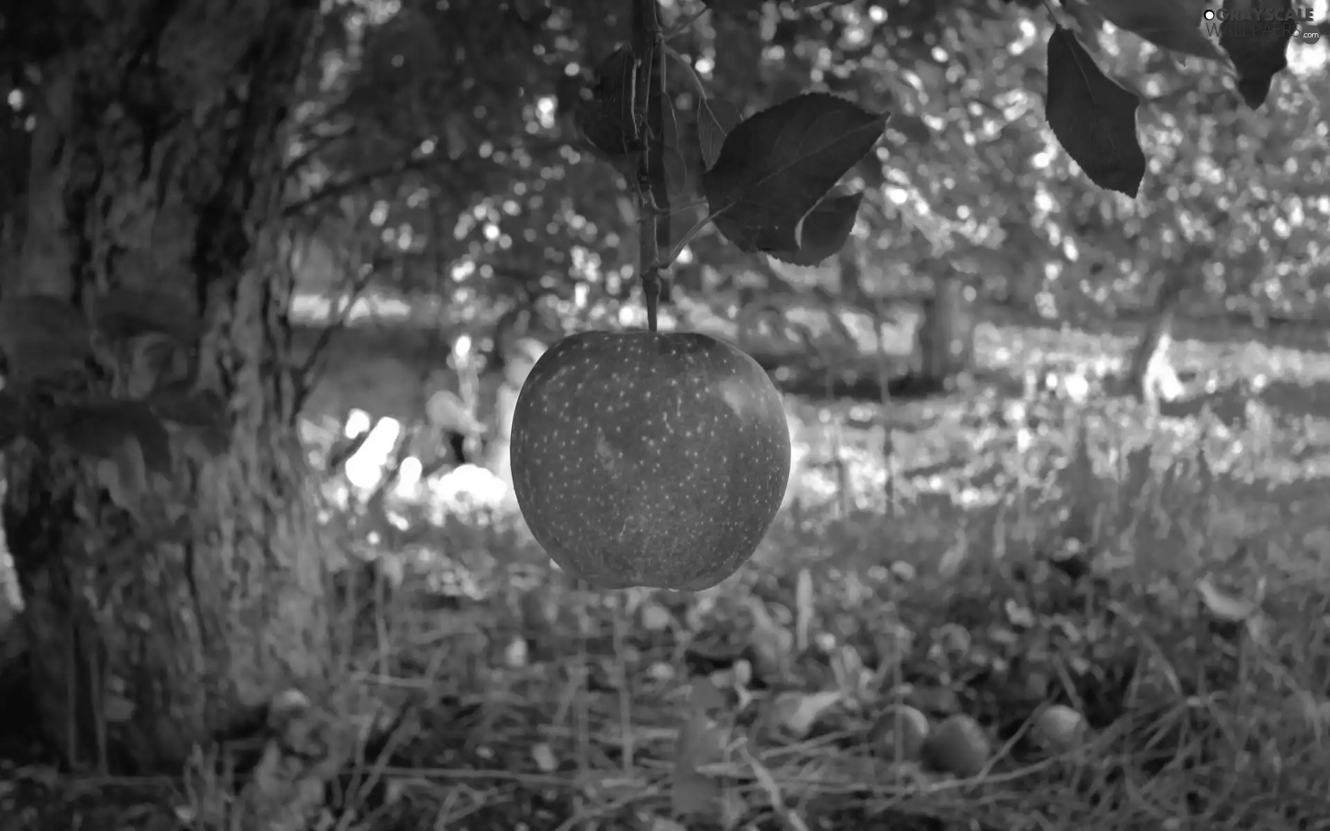 apples, orchard