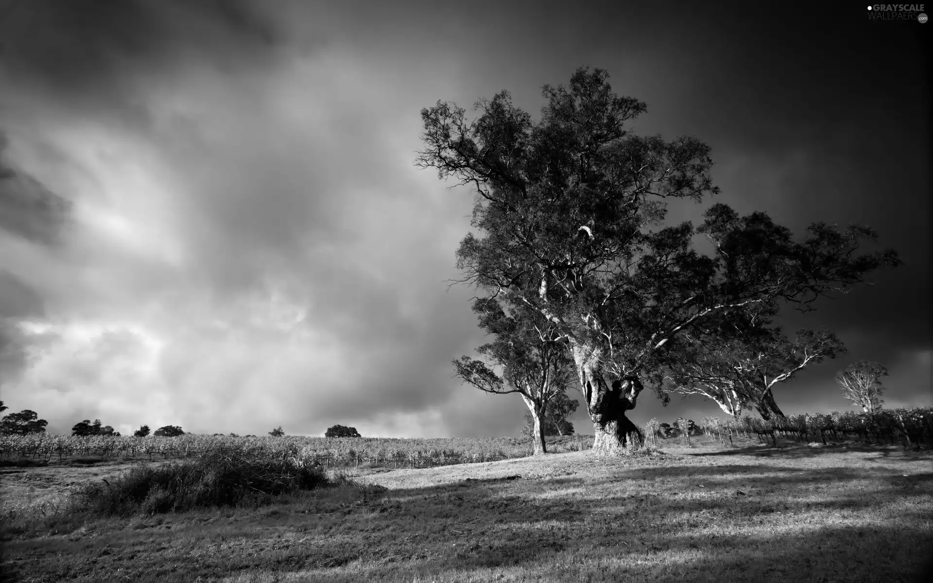 trees, grass, orchard, viewes