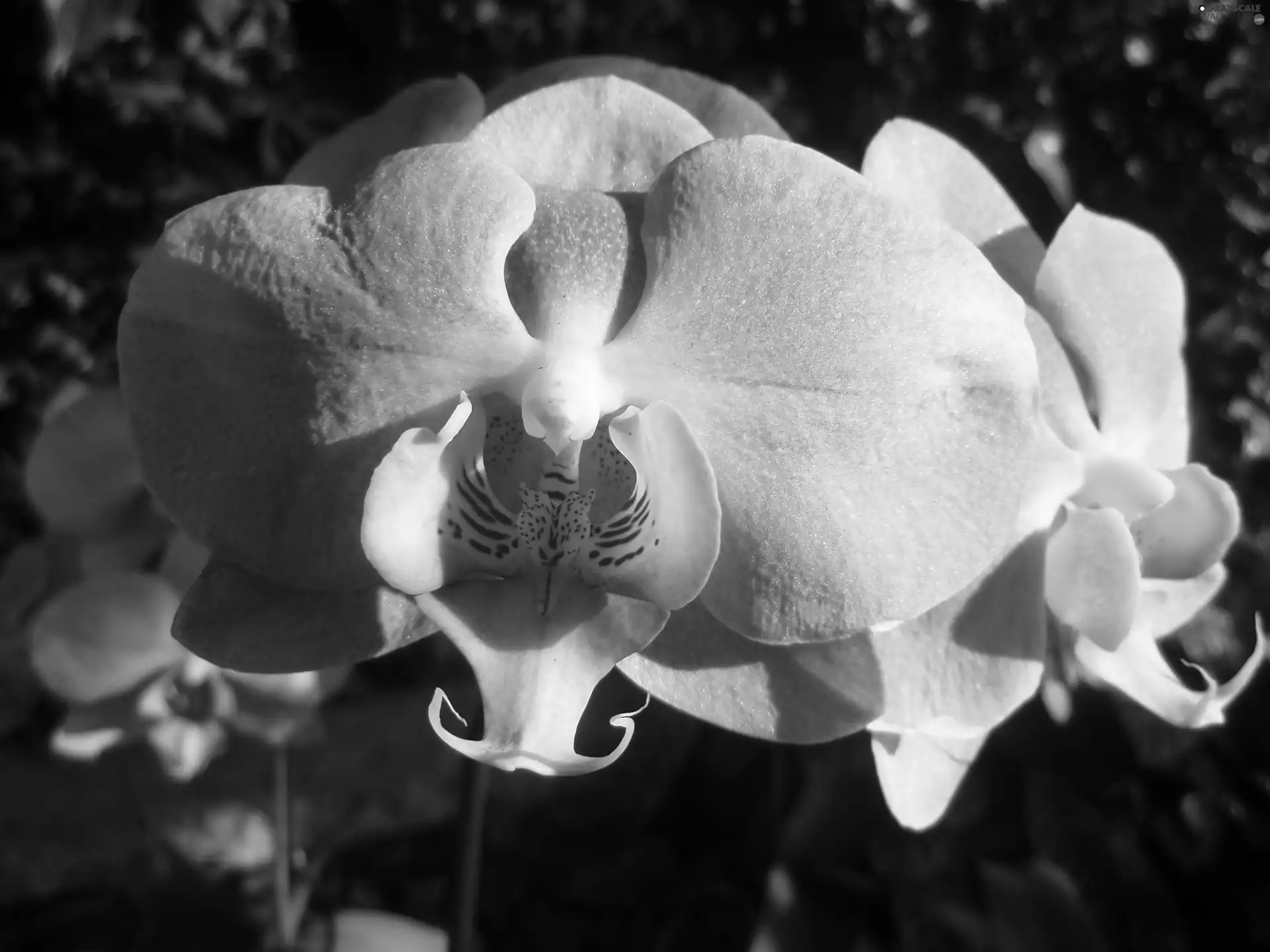 orchid