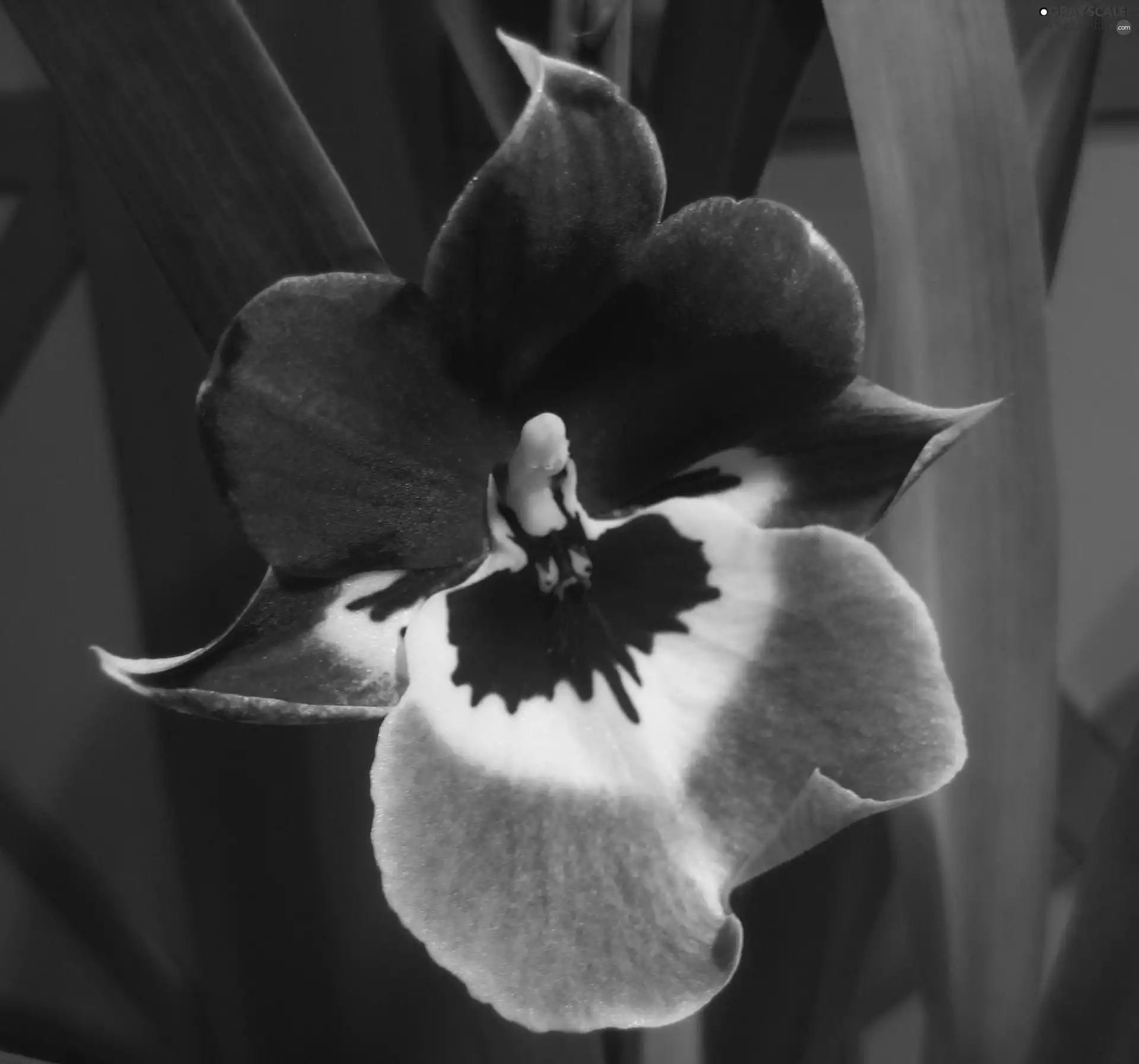 orchid