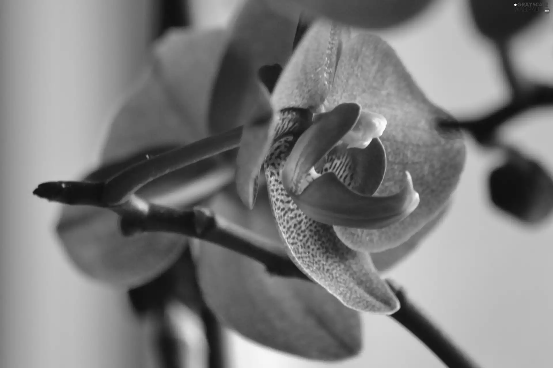 amaranth, orchid