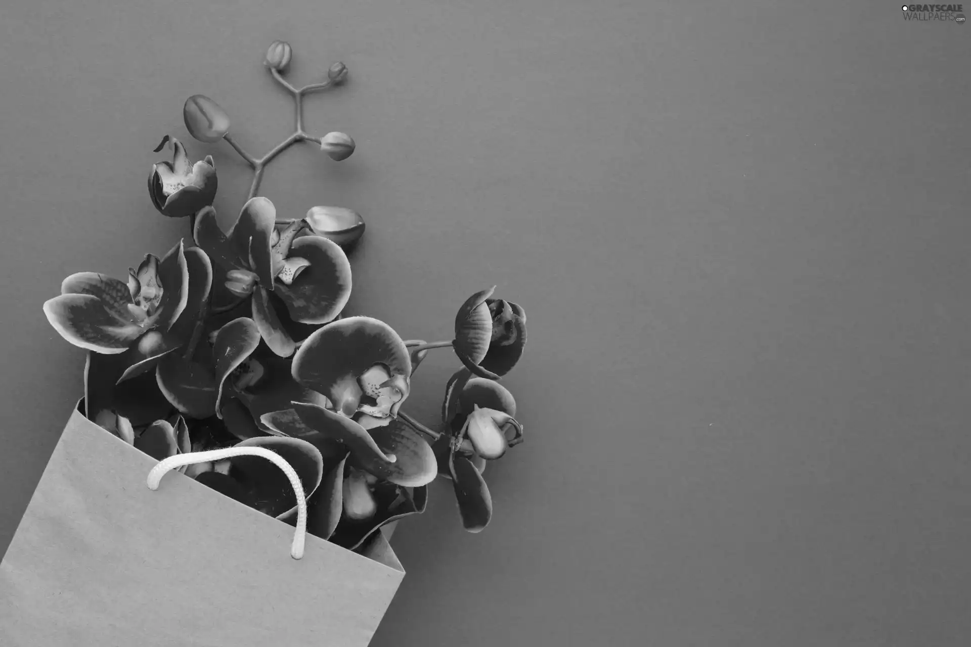 paper, orchid, Pink, orchid, Flowers, Purse, background